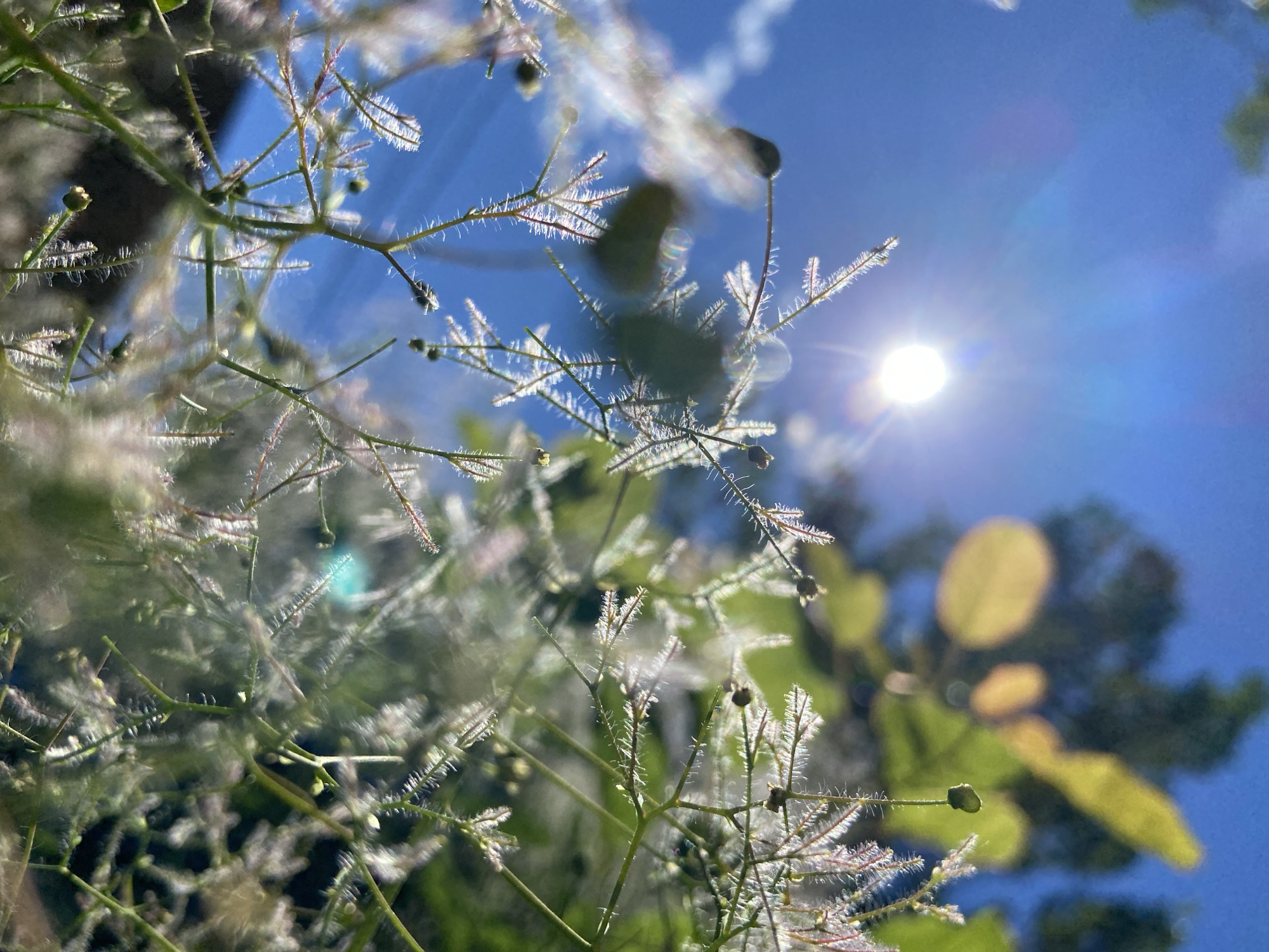 The image captures a low-angle view of foliage against a bright blue sky and sunlight. The primary focus is on delicate, feathery plant structures with sparse green stems and small seed pods. Soft, white, hair-like filaments surround the stems. Patches of yellow and green leaves are blurred in the background, along with hints of a dark green tree canopy. The sun shines brightly in the upper right corner of the frame, causing lens flare and highlighting the delicate nature of the plants. The scene appears to be outdoors on a sunny day. The location is Unknown, Unknown.