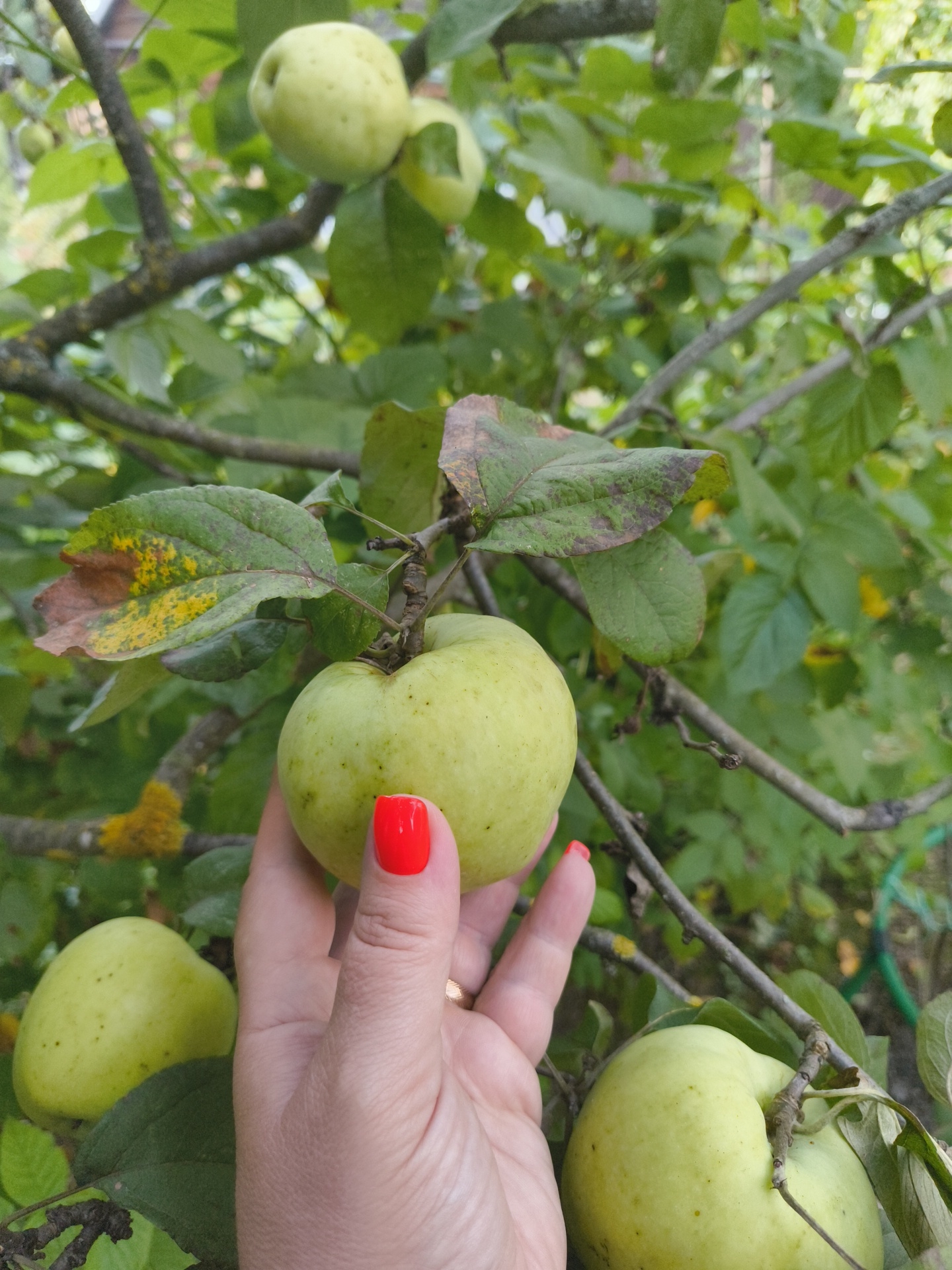A close-up shot captures a hand with bright red nail polish gently holding a pale green apple. The apple is one of several on a tree branch, surrounded by green leaves, some of which show signs of browning and yellowing. The background is filled with more foliage and branches, suggesting an outdoor orchard setting. The image appears to be taken in Востец Снт, Russia.