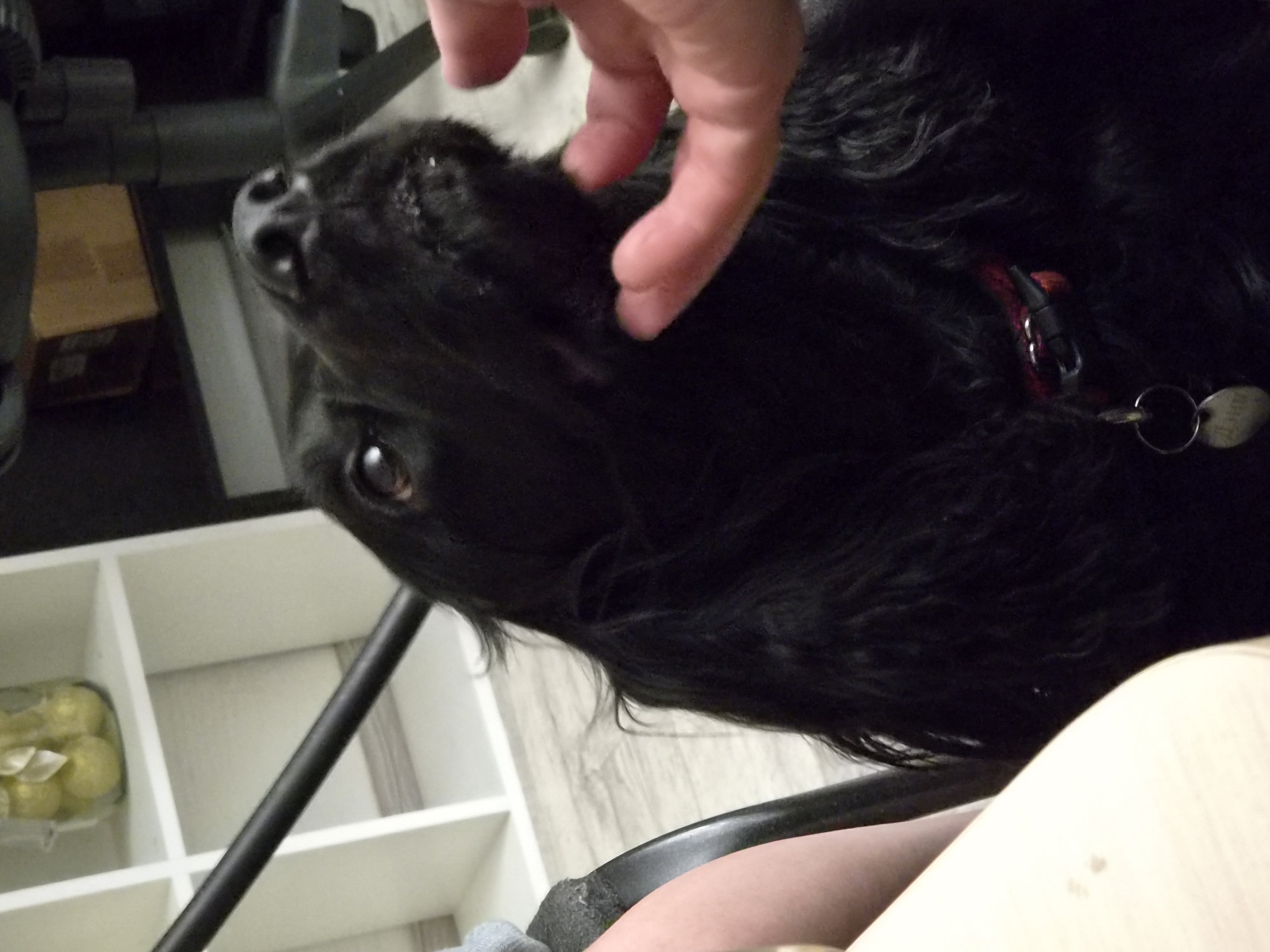 A close-up shot depicts a black, long-haired dog being petted by a fair-skinned human hand. The dog has a red collar with a silver dog tag. In the background, there's a white shelving unit filled with pale green objects. A dark metal object, possibly a chair, is visible. The image does not provide information to confirm it was taken in the city of Chaikovsky, Russia.
