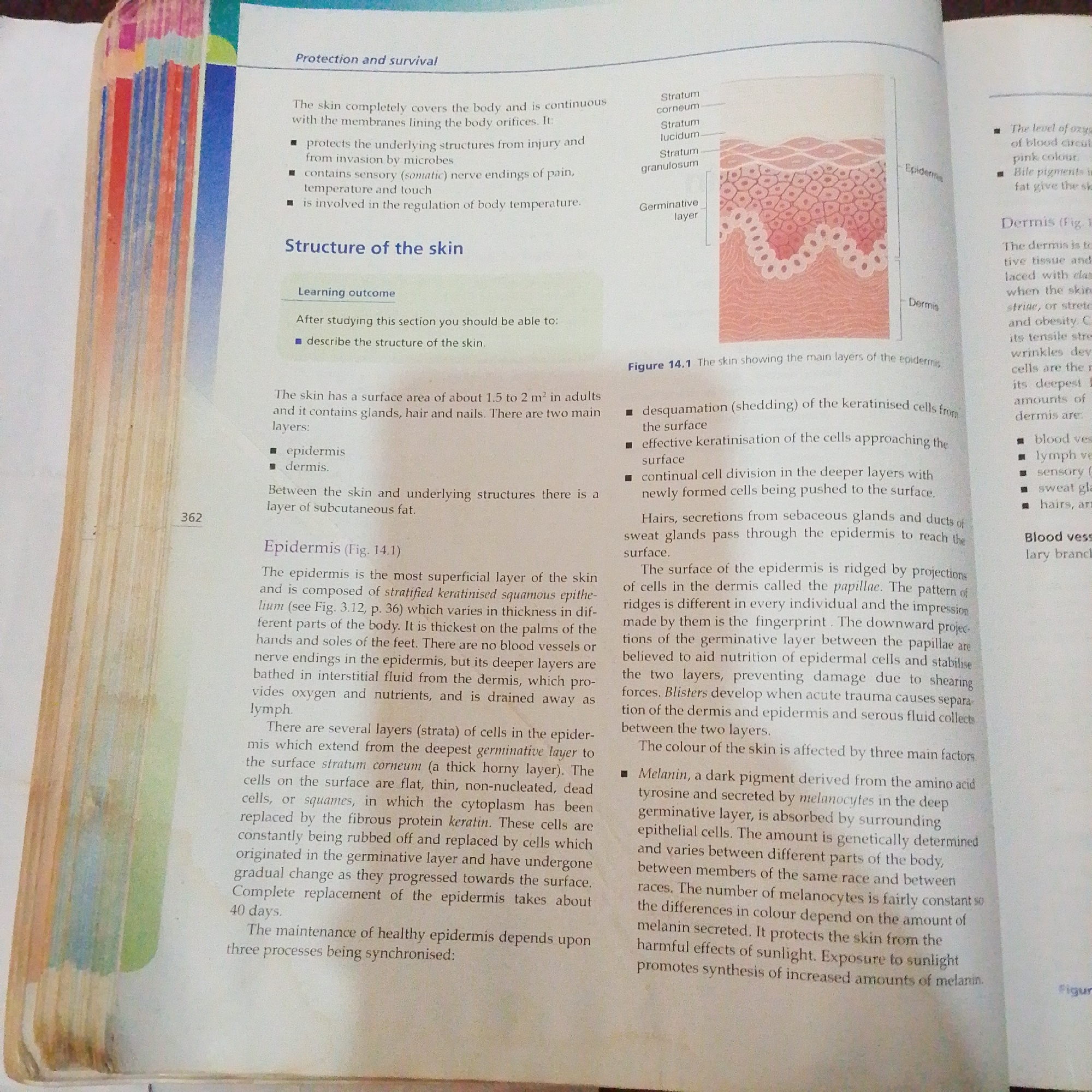 The image is a close-up photograph of an open book, showing text and a diagram illustrating the layers of the skin. The text discusses the structure and functions of the skin, including the epidermis and dermis. The diagram, labeled Figure 14.1, shows a cross-section of the skin with labels for different layers such as the stratum corneum, stratum lucidum, stratum granulosum, and germinative layer. The image is well-lit and the text and diagram are legible. There is no information in the image that relates to the city of Jalingo, Nigeria, or any specific location.