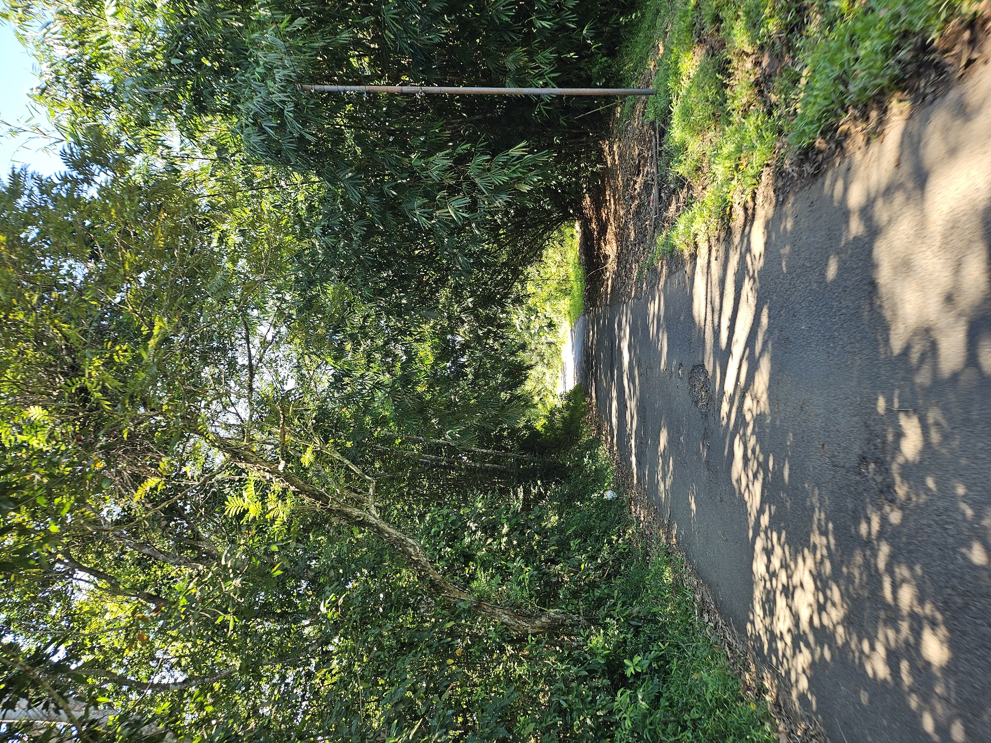 The image depicts a narrow asphalt road or path in Jasinga, Indonesia, flanked by dense vegetation on both sides. Trees and bamboo arch overhead, creating a tunnel-like effect with dappled sunlight filtering through the foliage and casting shadows on the road surface. The vegetation appears overgrown, with grass and foliage extending onto the edge of the road. A metal pole spans across the path amidst the bamboo. The perspective is from a point on the road, looking forward. There are no people visible in the scene.