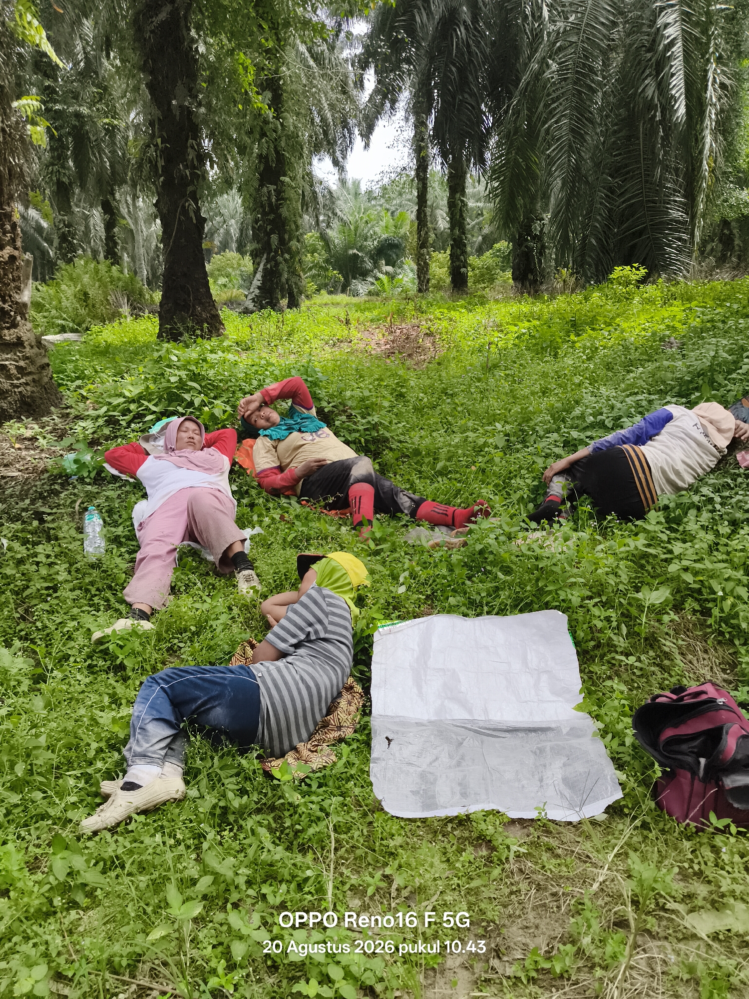 The image depicts four individuals resting on the grass in a palm oil plantation, possibly in or near Penghidupan, Indonesia. The scene is characterized by lush green vegetation and tall palm trees that dominate the background. The people appear to be workers, with two individuals lying down with their eyes closed, seemingly asleep. One person is lying on their back with their hands behind their head, while another is on their stomach with their face turned away. A third individual is sitting with their head resting on their hands. The fourth person is partially visible, lying on their side. They are all dressed in casual clothing, suggesting a break from manual labor. Scattered around them are personal belongings, including a water bottle, a backpack, and some pieces of white material, possibly used as a mat or shelter. The overall atmosphere suggests a moment of respite in a rural, possibly agricultural, setting. The timestamp on the image indicates it was taken on August 20, 2026, at 10:43 AM.
