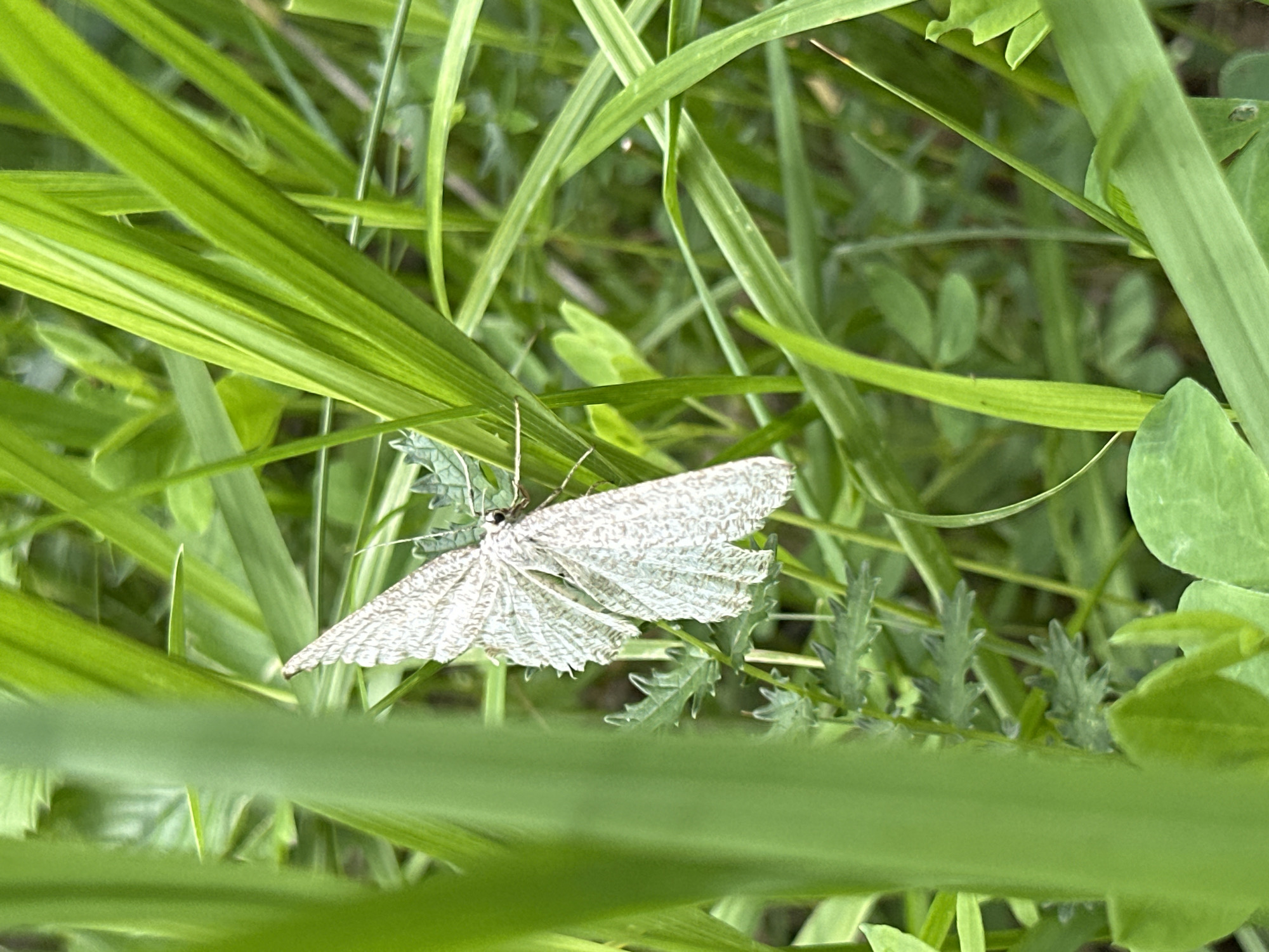 This is a close-up, eye-level, natural light photograph of a light-colored moth resting on green foliage. The moth is the primary subject, positioned in the center of the frame, slightly to the left. Its wings are spread open, revealing a delicate, patterned texture with small dark speckles. The wings appear to be somewhat translucent or worn. The moth's body is thin, and its antennae are visible.
The setting is a lush, green environment, likely a natural habitat such as a meadow or garden. The foliage is predominantly composed of long, blade-like green leaves, with some smaller, clover-like leaves also visible. The background is a blur of greens and browns, suggesting depth and a natural, outdoor scene. The lighting appears to be bright and natural, indicating it was taken during the daytime, possibly in the late morning or afternoon. The overall mood is serene and natural, focusing on the quiet beauty of the insect within its environment. There is no text visible in the image.