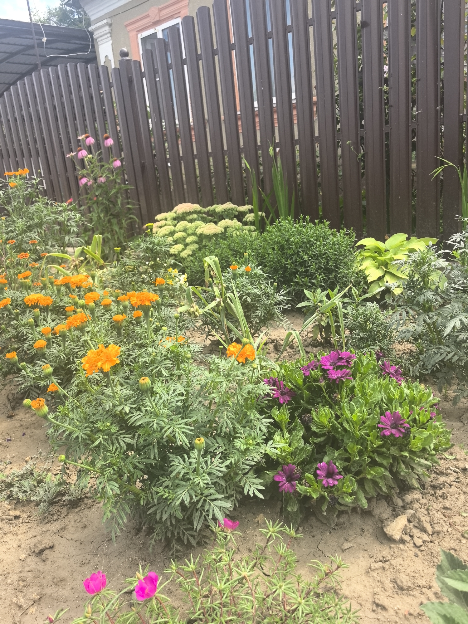 The image depicts a garden with a variety of flowers and plants in front of a dark brown metal slat fence. In the foreground, there are bright pink flowers with thin green stems. To the left, a cluster of vibrant orange marigolds are in bloom, with some buds visible. Behind the marigolds, there are larger plants with feathery green leaves and tall stalks with pink flowers, likely coneflowers. Further back and to the right, a dense bush of bright green foliage is prominent, with large, light green hosta leaves partially visible behind it. In the center and right midground, there are small purple daisy-like flowers with green foliage. The ground is a mixture of soil and some larger rocks. In the background, the fence continues, and glimpses of a building with a light-colored facade and a pink trim around a window can be seen. The sky is overcast. This scene is likely located in a residential garden within the city of Bolshoy Raznokol, Russia. There are no people or animals visible in the image.