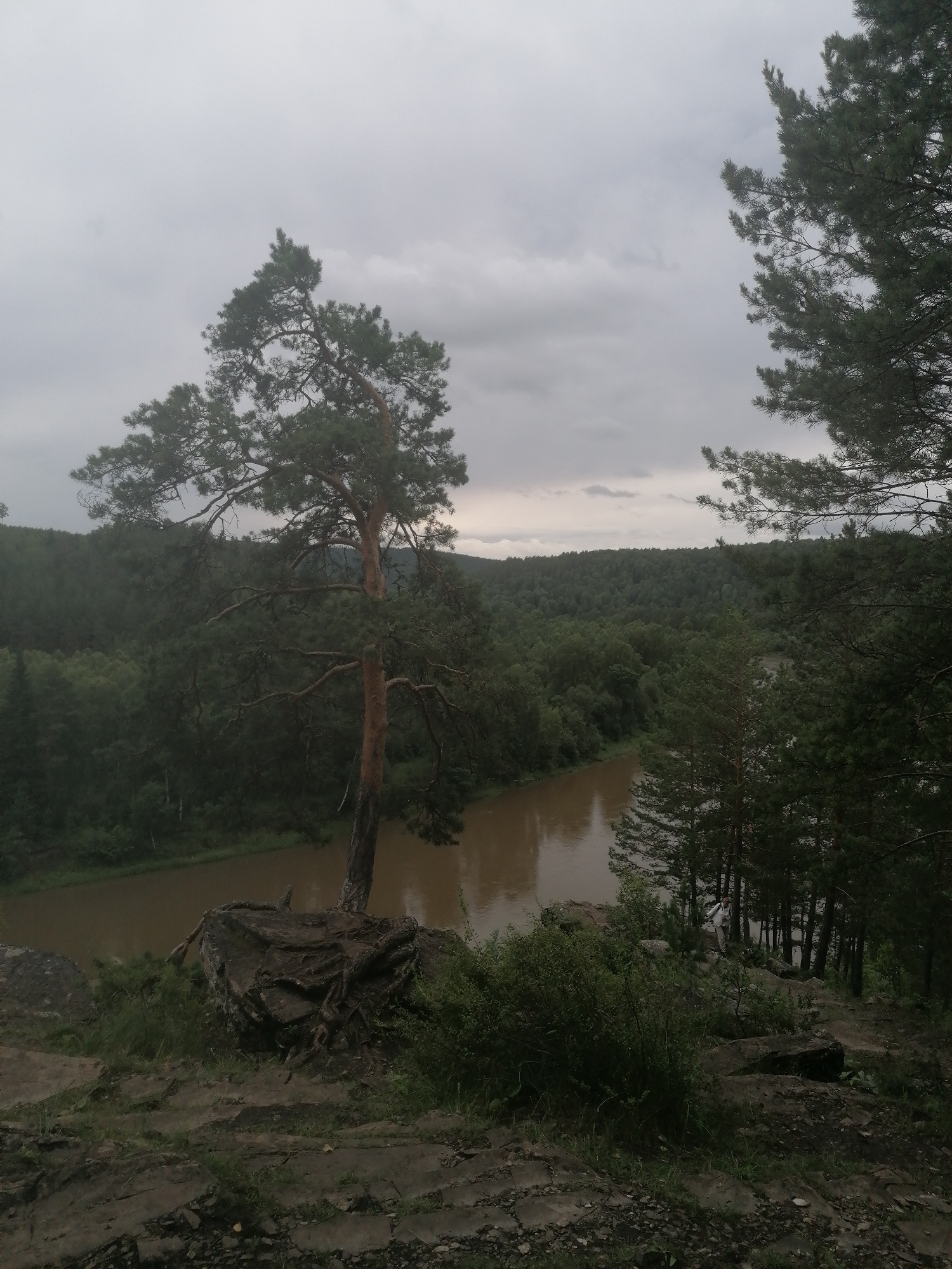 This media file depicts an overcast, tranquil landscape. The scene is dominated by a dense, dark green forest that stretches across rolling hills, with a calm, muddy river winding through the valley. In the foreground, a prominent pine tree with exposed roots grows from a rocky outcrop, its branches reaching towards the sky. The weather appears to be cloudy and possibly damp, contributing to a subdued and natural atmosphere. The time of day is indeterminate, but the overcast sky suggests it is likely daytime, with diffused light. The location cues, along with the dense coniferous forest and river, are consistent with a natural, possibly remote setting in Lagerevo, Russia. There are no people visible in the image, and the overall mood conveyed is one of quiet, undisturbed nature. The focus is on the natural elements and the serene, somewhat melancholic beauty of the landscape under a cloudy sky.