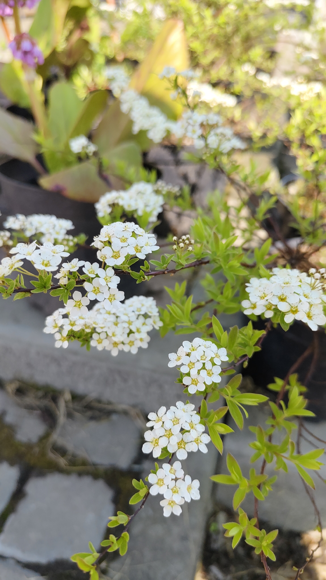The image depicts a cluster of small, white flowers with yellow centers blooming on delicate, brown branches. Green leaves surround the blossoms. The background includes additional flowers and potted plants, suggesting a garden or outdoor setting. The presence of paving stones indicates a built environment. There is no information to determine whether the image was taken in the city of Krasnoyarsk, Russia. No people are visible in the image.