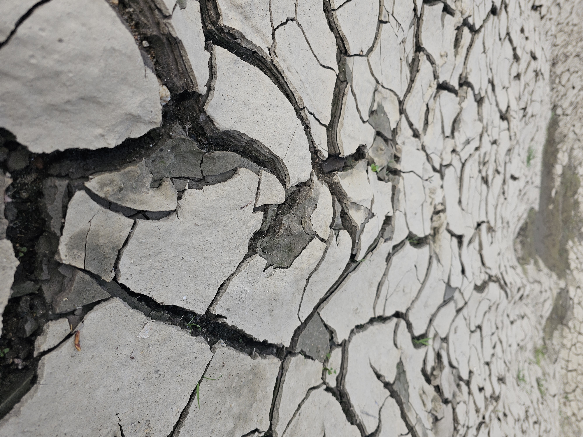 The image shows dried and cracked earth. The cracks are deep and wide, creating irregular shapes and patterns across the ground. The earth is mostly a light grey color, with some dark areas within the cracks and edges. There are a few small blades of green grass growing in the cracks. The location is Dobri Dol, Bulgaria. The context suggests a dry environment, possibly due to drought conditions.