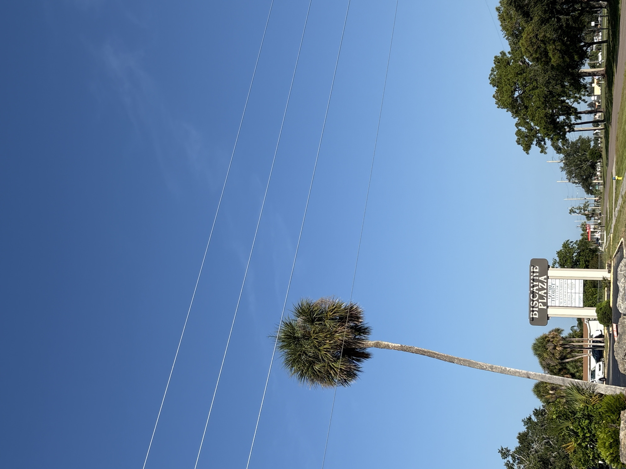 This is a vertical, eye-level, outdoor photograph of a clear blue sky with several parallel power lines. In the foreground, a tall palm tree with a thin trunk and a bushy green top is leaning towards the right. To the right of the palm tree, a rectangular sign for "BISCAYNE PLAZA" is visible, listing various businesses such as "TATTOO," "FLORIST," "BEAUTY SUPPLY," "NAIL SALON," and "FIT POINT." The sign is mounted on a white structure and appears to be illuminated from behind. Beyond the sign, there are more trees, power poles, and some buildings in the distance. The lighting suggests it is daytime, likely late morning or early afternoon, with bright sunshine. The scene appears to be in a commercial or suburban area, given the presence of the plaza sign and power lines. No people are visible in the image.