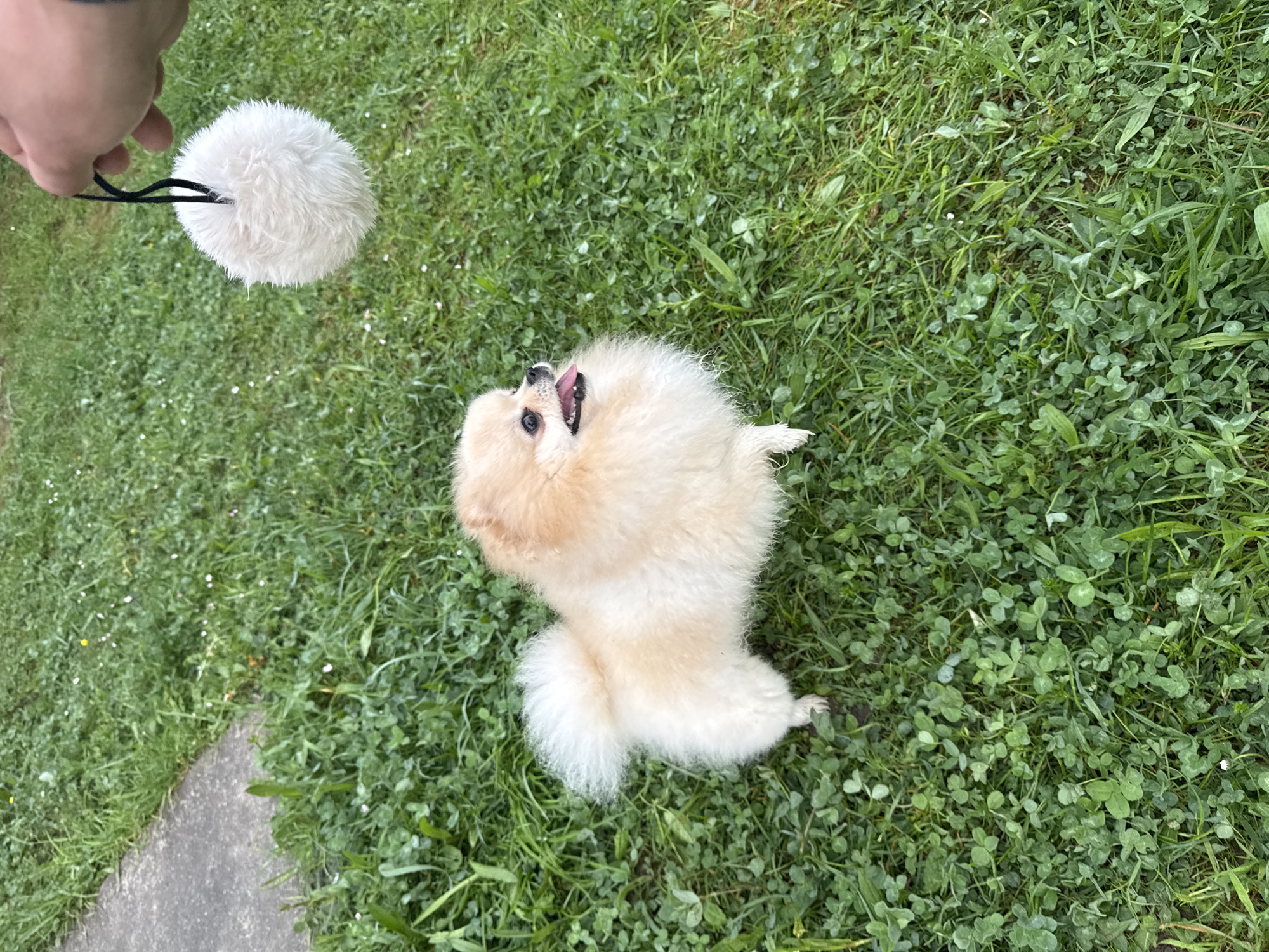 A fluffy, cream-colored Pomeranian dog is sitting on green grass, looking up and to the left at a white, fuzzy toy held by a hand. The dog's mouth is open, tongue visible. The location is likely a grassy area in a yard or park. Details to specifically locate this scene in Bietigheim-Bissingen, Germany are unavailable from this image alone.