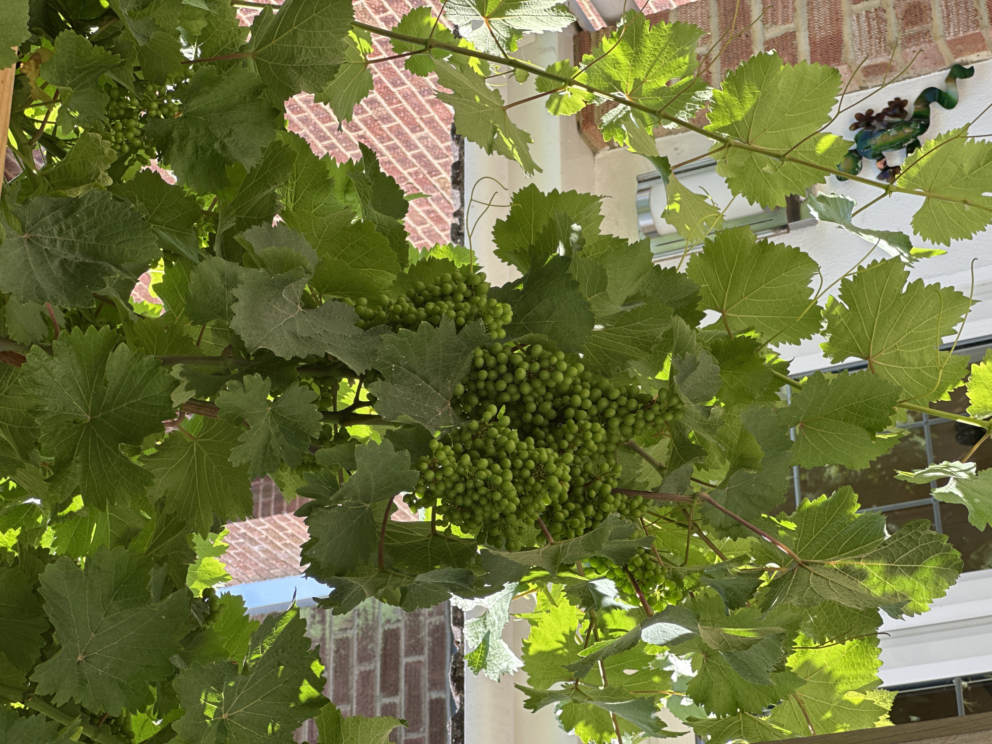 The image shows a close-up view of green grape clusters hanging from a vine, surrounded by lush green grape leaves. The scene is illuminated by bright sunlight, casting dappled shadows. In the background, a red brick building is visible, with parts of a white structure and windows also present. A decorative green lizard is attached to the white surface. The overall impression is of a sunny day in a garden or courtyard setting. Based on the architectural style and vegetation, this scene is consistent with many gardens found within Tunbridge Wells, United Kingdom, a town known for its Victorian and Edwardian architecture and numerous private gardens.