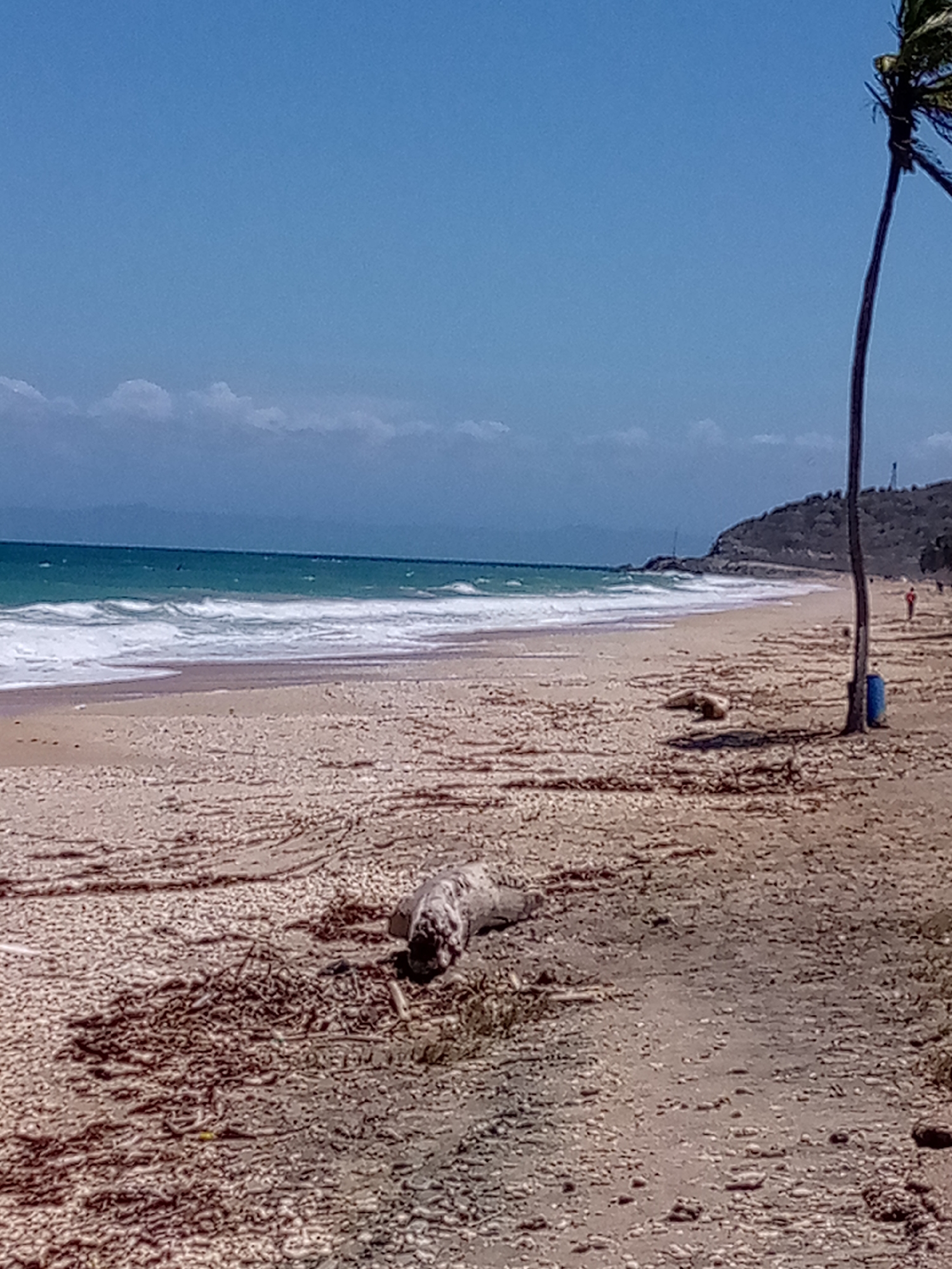 This image depicts a beach scene located in Porlamar, Venezuela, under a clear blue sky with a low band of distant cumulus clouds. The ocean exhibits a turquoise hue with white-capped waves breaking along the shoreline. The sandy beach is light tan, extensively covered with light-colored shell fragments and dark brown seaweed. In the midground, a large, weathered piece of pale gray driftwood lies horizontally on the sand. A slender palm tree with green fronds is visible on the far right, with a blue cylindrical container, likely a waste receptacle, positioned at its base. A single, indistinct human figure, appearing to wear a red garment, walks along the waterline in the far distance to the right. The background features a vegetated hill on the right with a tower structure visible at its summit, while distant landmasses are discernible on the left horizon.