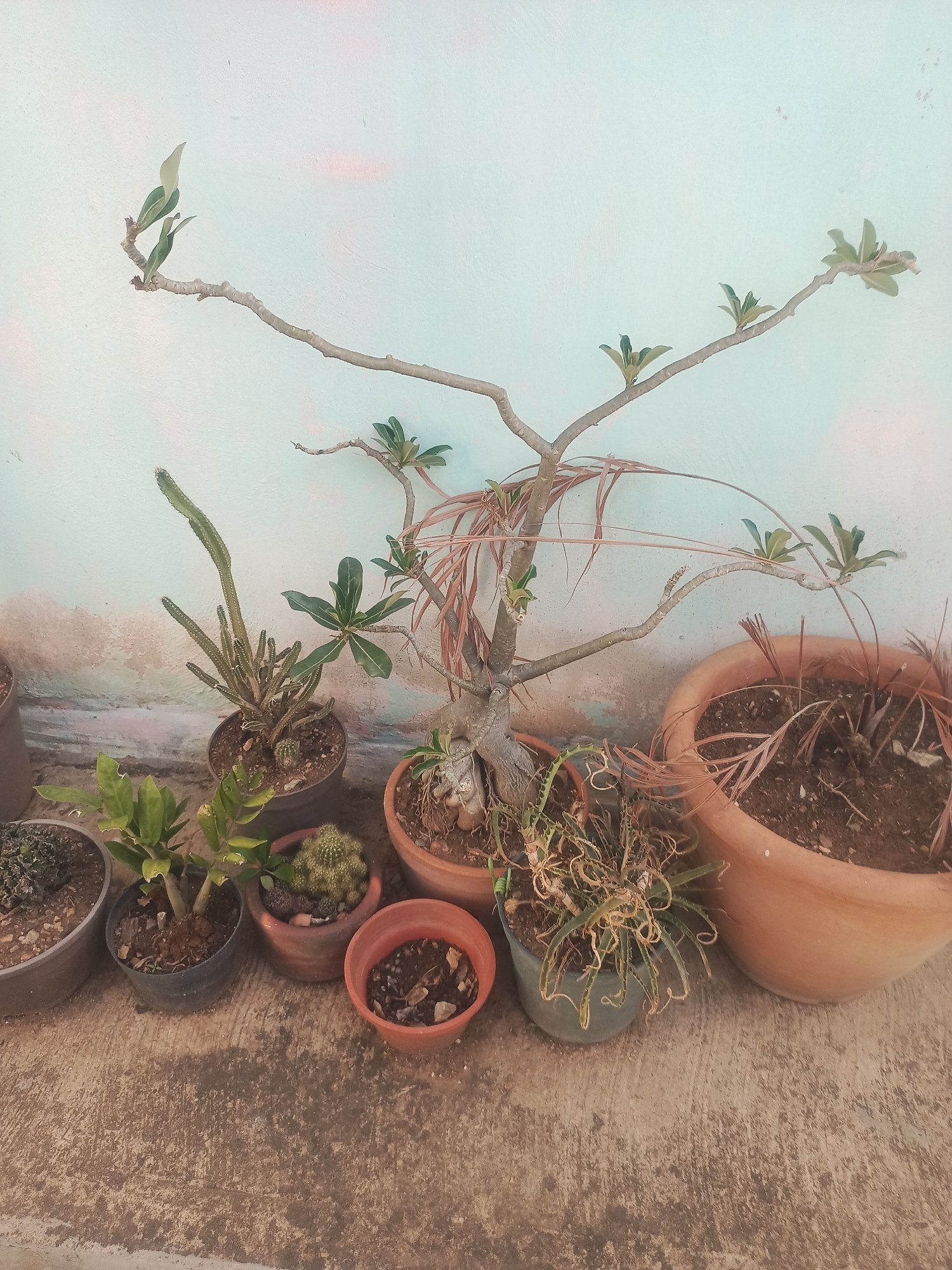 A collection of potted plants sits on a concrete surface against a light blue, weathered wall. The plants vary in type and condition, with some appearing healthy and others showing signs of dryness or decay. In the center, a larger, multi-branched plant with sparse leaves extends upwards, its bare branches reaching towards the wall. To its left, a tall, slender cactus grows vertically from a dark pot, accompanied by smaller succulents and other leafy green plants in various brown and black pots. To the right of the central plant, a large terracotta pot holds a dry, sparse plant with fallen, brown leaves. The concrete surface shows patches of dirt and wear. The scene is devoid of human presence. This scene is located in Juan Griego, Venezuela.
