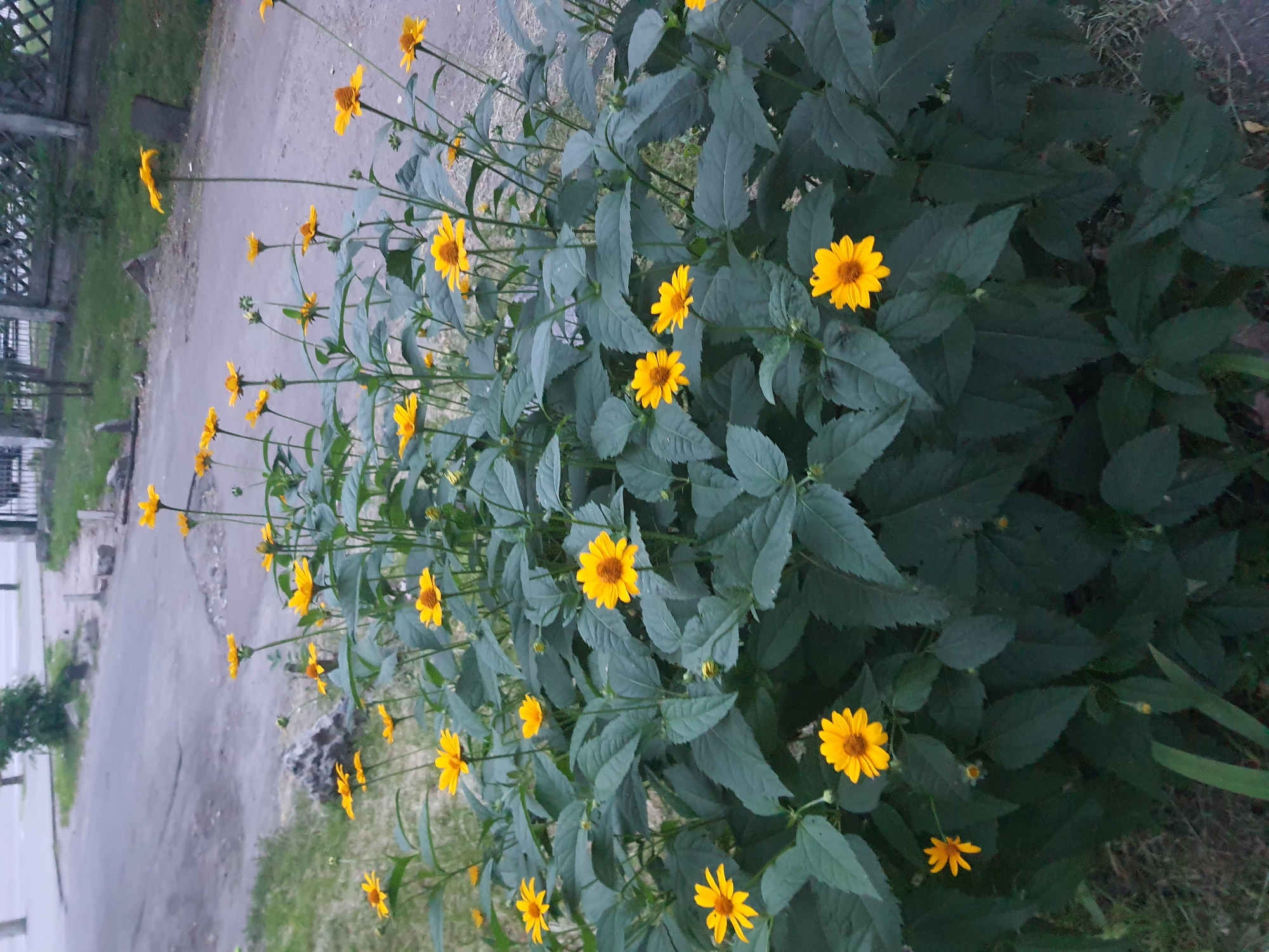 A vertical shot displays a patch of bright yellow flowers with dark green foliage. The flowers, resembling daisies or sunflowers, are in various stages of bloom, with some fully open and others partially closed. They are supported by thin, green stems that emerge from the dense leafy mass. The background is blurred, showing a gray, paved surface that could be a path or road, with some green grass peeking through on the left. A portion of a white structure and a dark metal fence are visible on the far left, hinting at a garden or park setting. The lighting suggests it's daytime, and the overall mood is natural and serene. No text is visible in the image.