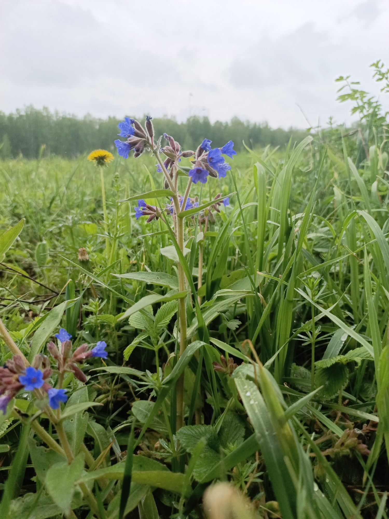 The image shows a ground-level view of a grassy field in Zalesovo, Russia. Dominating the foreground are several green plants, including tall blades of grass and leafy plants. Amidst the greenery, two distinct patches of blue flowers with reddish-purple buds are visible. In the mid-ground, a single yellow dandelion stands out against the backdrop of dense green trees and foliage. The sky is overcast with grey clouds, suggesting a cloudy or rainy day. The overall scene conveys a natural, rural environment.