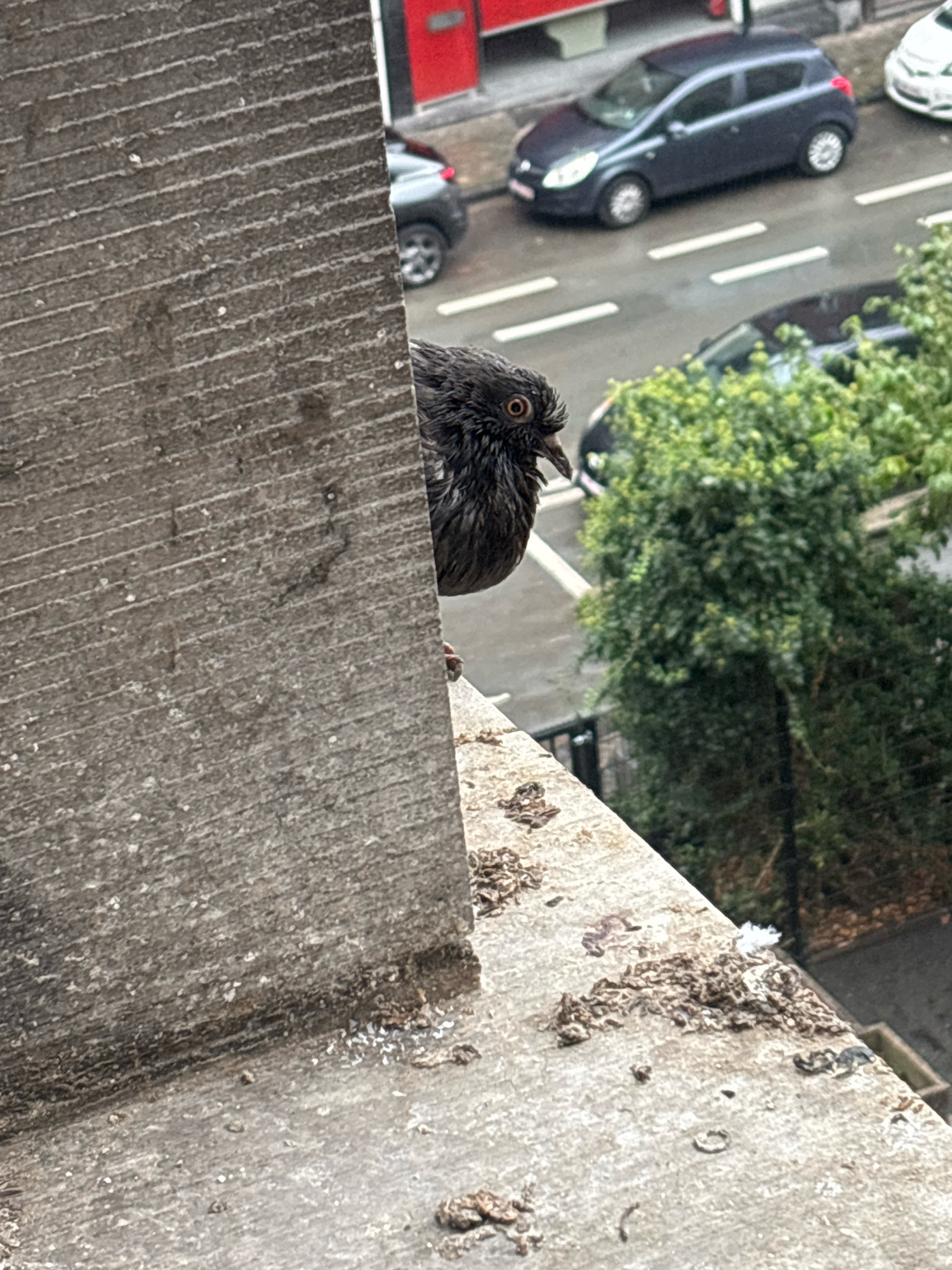 A pigeon with dark, wet feathers is perched on a concrete ledge. Its eye is visible, open and orange. Behind the pigeon, a street with cars and greenery is visible. One car is a dark hatchback, and another is white. The pigeon appears to be in an urban environment, possibly a residential area. The ledge appears to be part of a building, likely an apartment building, given the presence of cars on the street below. The pigeon is looking towards the left side of the frame, away from the viewer. The concrete ledge is textured with horizontal lines and has some debris on it. This scene is consistent with an observation point from a window or balcony in the city of Liège, Belgium.