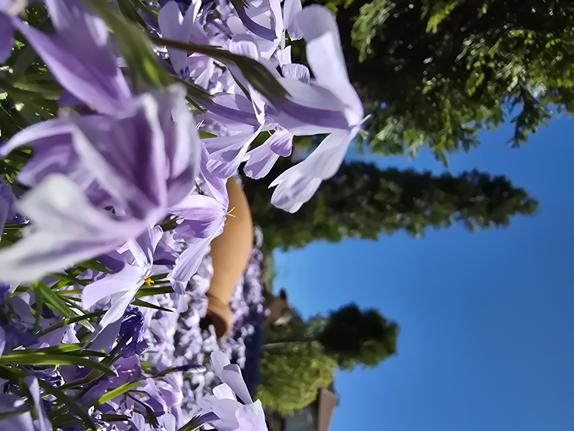 The image displays a vibrant outdoor scene, rotated 90 degrees counter-clockwise, featuring a dense cluster of light purple or lavender flowers in the foreground and mid-ground. The blossoms are delicate, with some appearing in sharp focus, revealing details of their petals and yellow stamens, while others are softly blurred, creating a sense of depth. Green leaves and stems are interspersed among the flowers.
Behind the floral display, a blurred, warm-toned object, possibly a terracotta pot or part of a garden structure, is partially visible. The background is dominated by a clear, bright blue sky, indicating sunny weather and bright daylight. Dark green tree foliage is also visible in the background, mostly out of focus, suggesting a garden or natural setting. No specific activity is depicted, and there is no visible text. The overall impression is one of natural beauty and tranquility.