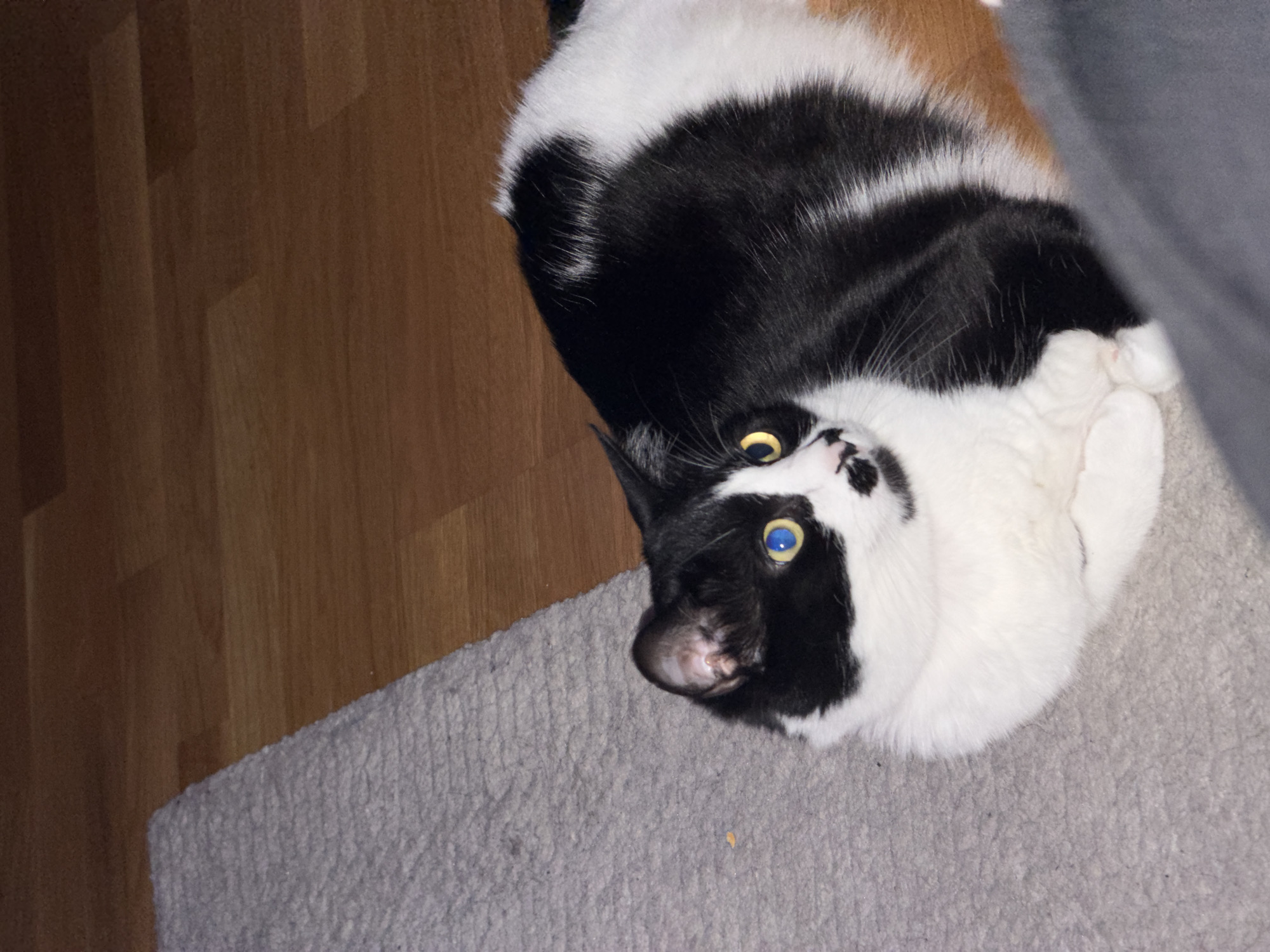 A black and white cat with yellow eyes lies on a grey carpet, near a wooden floor. The cat is partially obscured by a grey object in the upper right corner of the frame. It is not possible to identify the exact location in Belgrade, Serbia, or any people, actions, or interactions from this image.