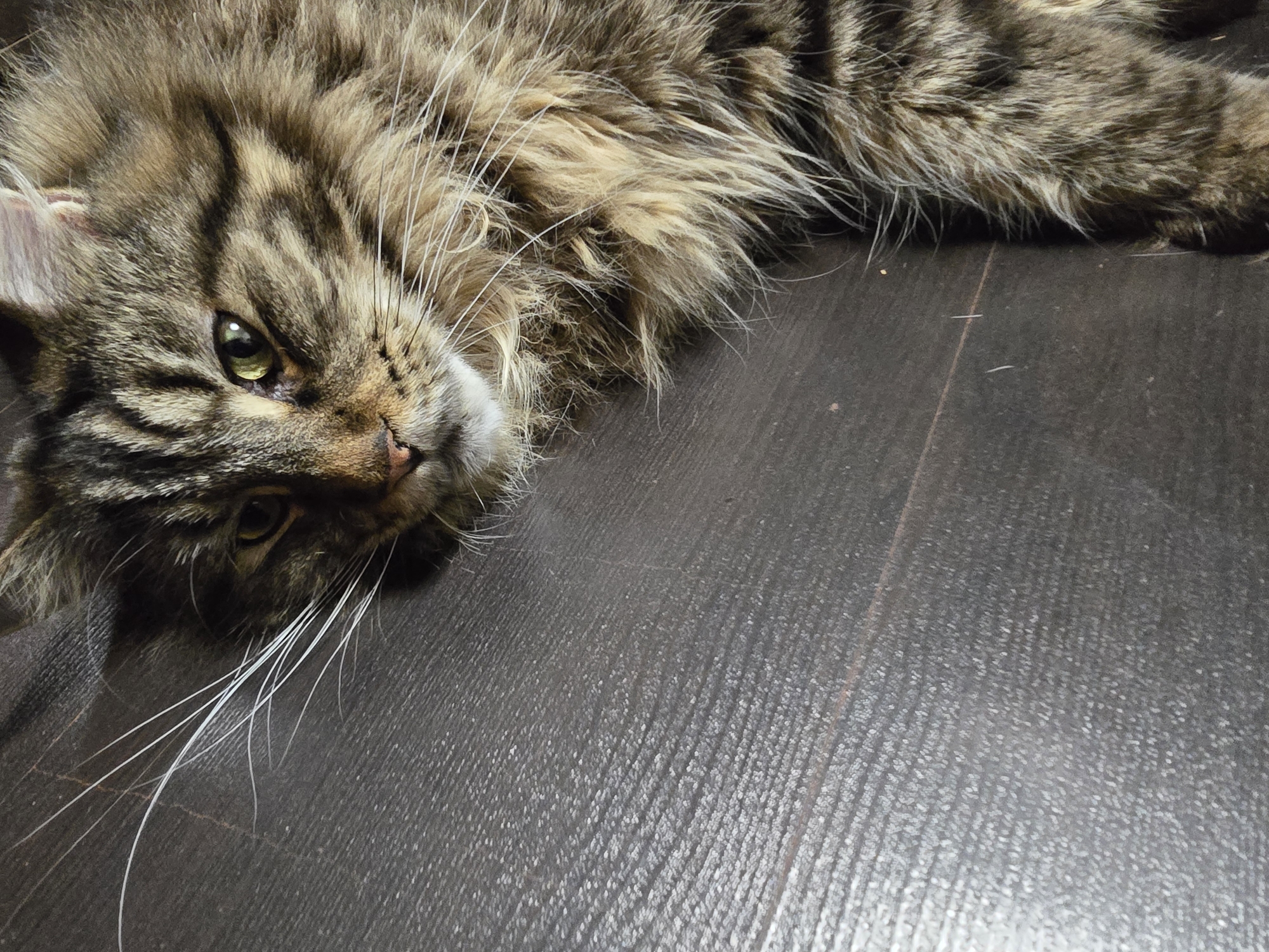 A long-haired, brown and black tabby cat is depicted lying on a dark, textured floor surface, occupying the right side of the vertical frame. The cat's head is visible in the upper central to right portion, with its gaze directed slightly towards the upper left. Its left eye, green with a vertical pupil, is clearly visible, while its right eye is mostly obscured by its fur and the angle. Numerous long, white whiskers extend prominently from the cat's muzzle. The fur is thick and shaggy, displaying a pattern of brown, tan, and black stripes and patches. The underlying surface is a deep gray-brown with a noticeable fine-grained texture, appearing as small, consistent indentations or raised dots across the plane, with subtle horizontal banding. Light originates from the upper left, creating a slight highlight on the floor surface in that area and illuminating the cat's fur and whiskers. The specific location in the city of Krasnoyarsk, Russia, cannot be determined from the visual information provided.