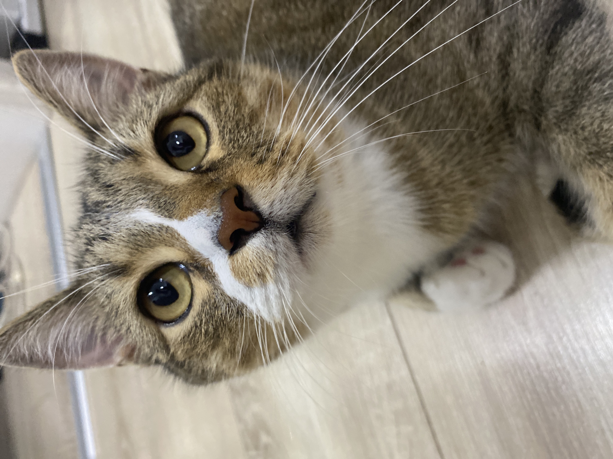 A close-up, eye-level shot captures a tabby cat's face, looking directly at the camera. The cat has large, amber eyes with dark pupils, and its fur is a mix of brown, black, and white. A white patch extends from its nose to its chest, and its whiskers are long and white. The background is a light-colored, wooden floor. The image does not contain any information about the location in Rozhdestveno, Russia, nor any details about people, actions, or interactions.