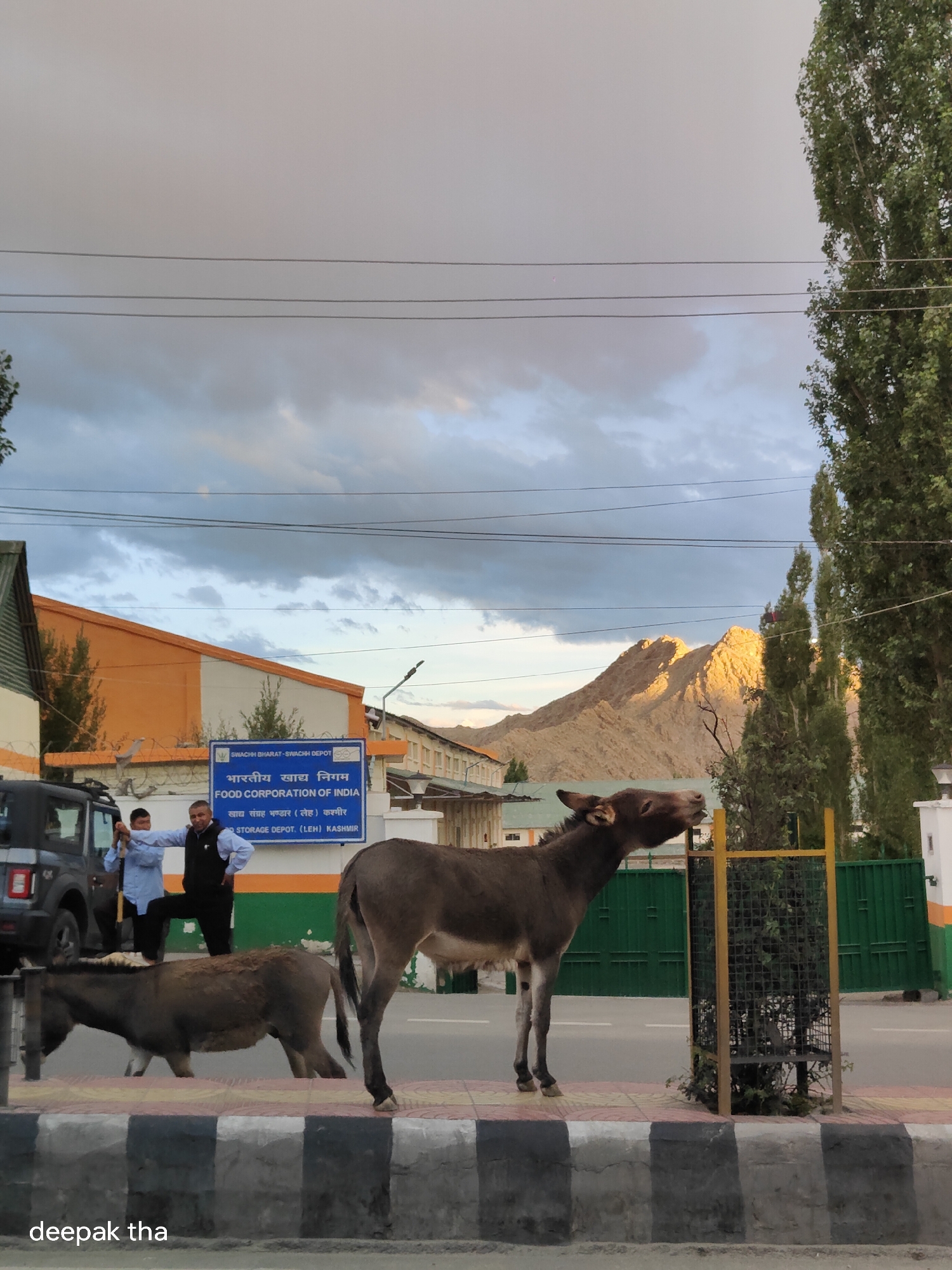The image captures a scene in Leh, India, likely near a food corporation depot. In the foreground, two donkeys are present. One donkey is facing left with its head raised, appearing to reach for something yellow. The other donkey is walking towards the left, partially obscuring the first. Behind them, a sign reads "SWACHH BHARAT-SWACHH DEPOT" and "FOOD CORPORATION OF INDIA," with Hindi text above it. Two men are standing near a dark colored SUV, one in a blue shirt and the other in a dark vest over a light blue shirt, gesturing and talking. The background features a building with an orange and white facade, green fencing, and a rugged mountain range illuminated by the sun under a cloudy sky. Tall trees are visible on the right side of the frame. The overall scene appears to be an outdoor setting on a cloudy day with the sun breaking through to light up the mountains.
