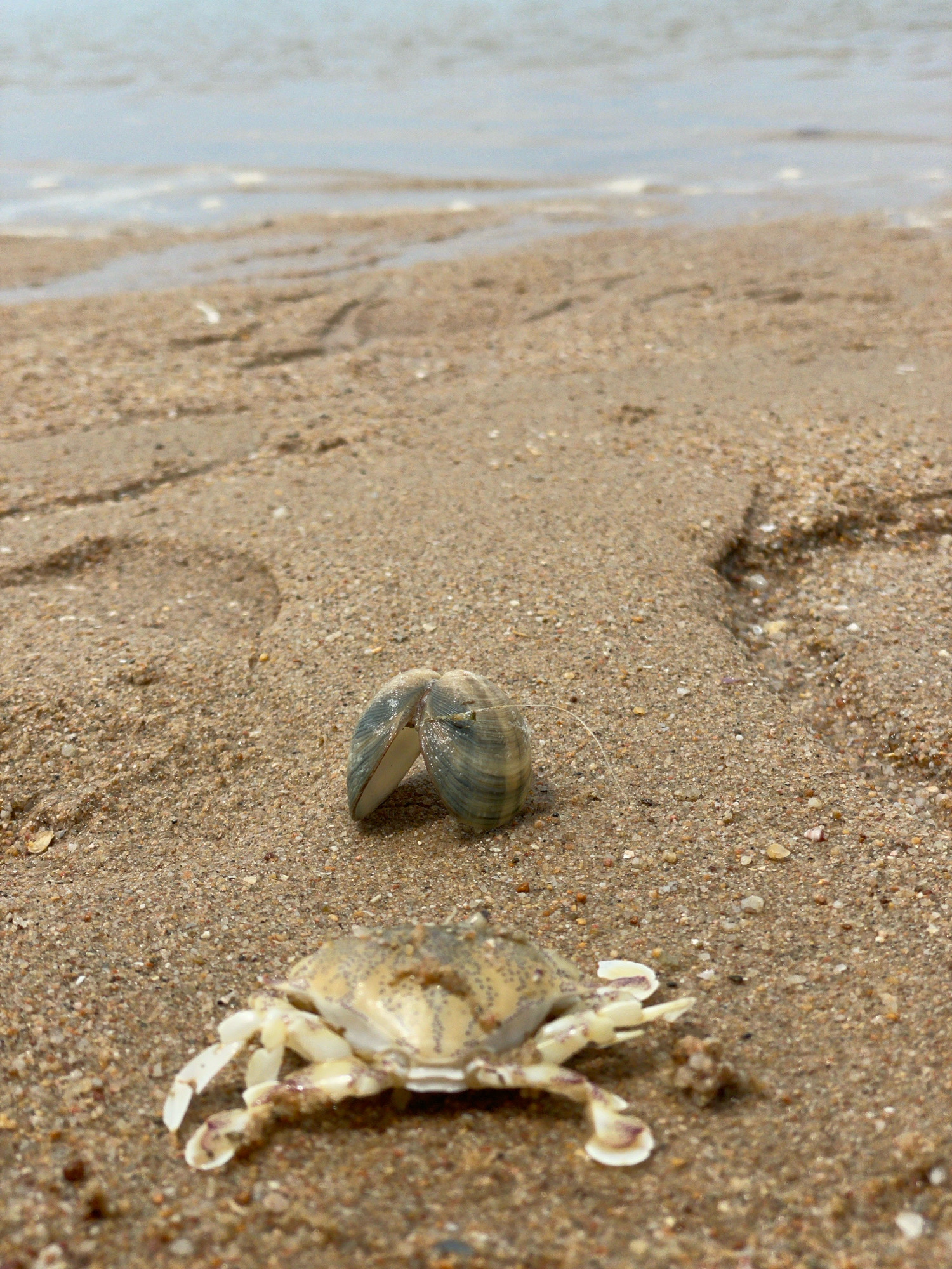 A crab and a seashell are resting on a sandy beach in Ban Na Chom Thian, Thailand. The crab is in the foreground, facing left with its legs splayed. The seashell, a bivalve, is open and positioned behind the crab, slightly to the left. The background consists of the ocean and wet sand, with faint wave patterns. The lighting is natural, suggesting daylight.