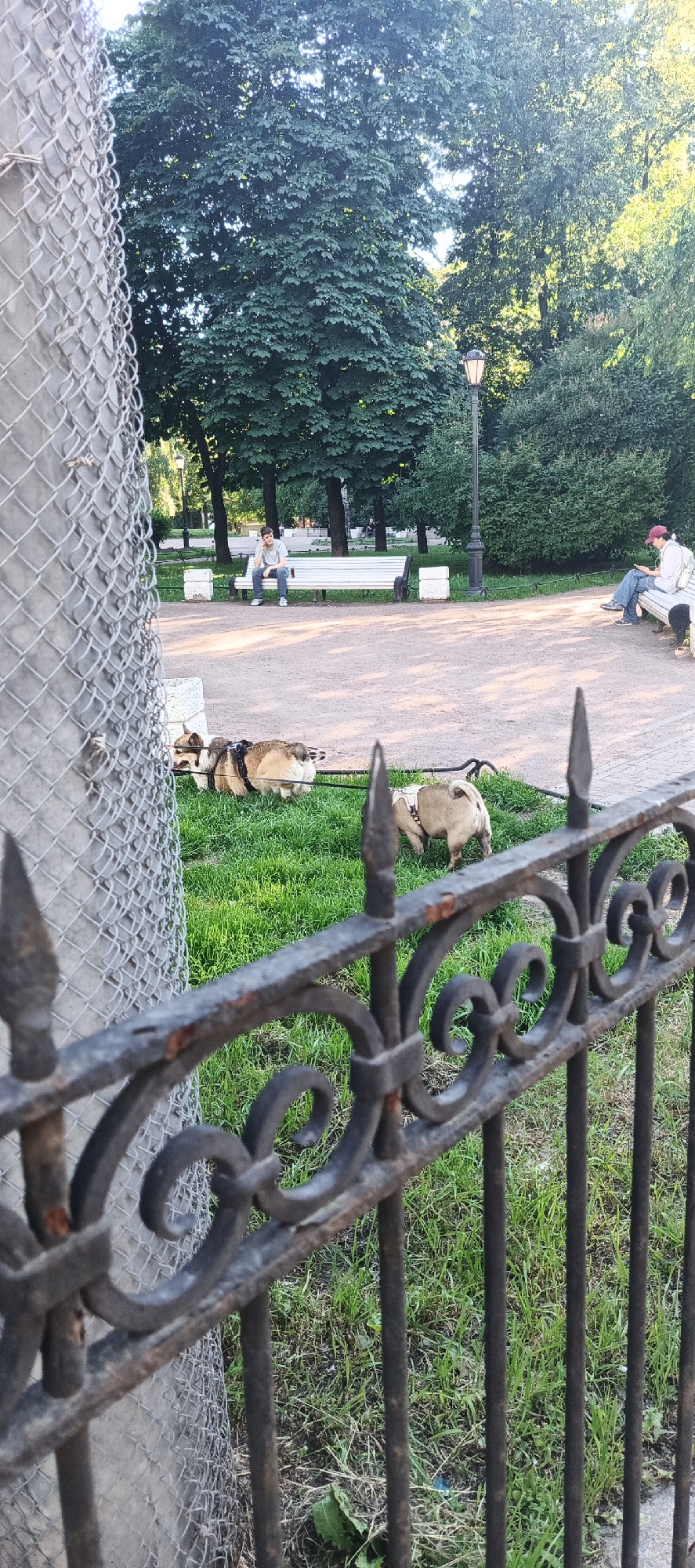 A wide shot captures a park scene with a chain-link fence in the foreground on the left, obscuring part of the image. To the right of the fence is a decorative wrought-iron fence with pointed finials. Beyond the fences, a paved path curves through a grassy area with trees and bushes. In the background, two people sit on white benches. The person on the left bench is a male wearing a grey t-shirt and blue jeans, looking down. The person on the right bench is a male wearing a red cap, white backpack, and blue jeans, looking at a phone. A lamppost stands between the benches. In the middle ground, two dogs are lying on the grass, one is a pug-like breed wearing a harness and is facing away from the camera, and another is a fawn-colored dog, also wearing a harness and facing away from the camera. The park appears to be in St. Petersburg, Russia, given the style of the lamppost and benches, and the general aesthetic of the park, which resembles many parks found within the city.