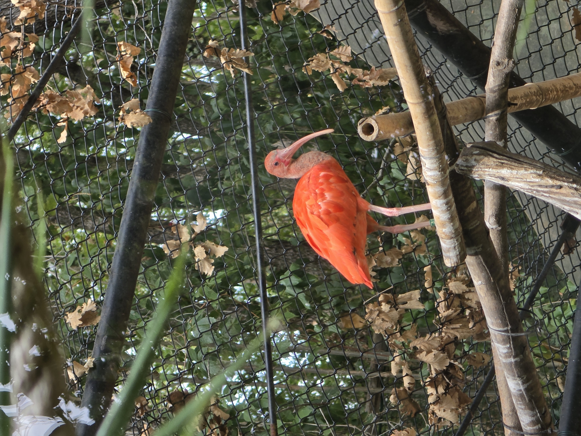 A bright orange Scarlet Ibis stands on a wooden perch in an aviary in Bussolengo, Italy. The bird is facing left, with its long, curved beak pointing downwards. Its vibrant plumage contrasts with the dark wire mesh of the enclosure and the dry, brown leaves scattered around. Behind the bird, lush green foliage is visible through the mesh, indicating a naturalistic outdoor setting. The aviary appears to be constructed with natural materials like bamboo and wood, creating a habitat for the birds.