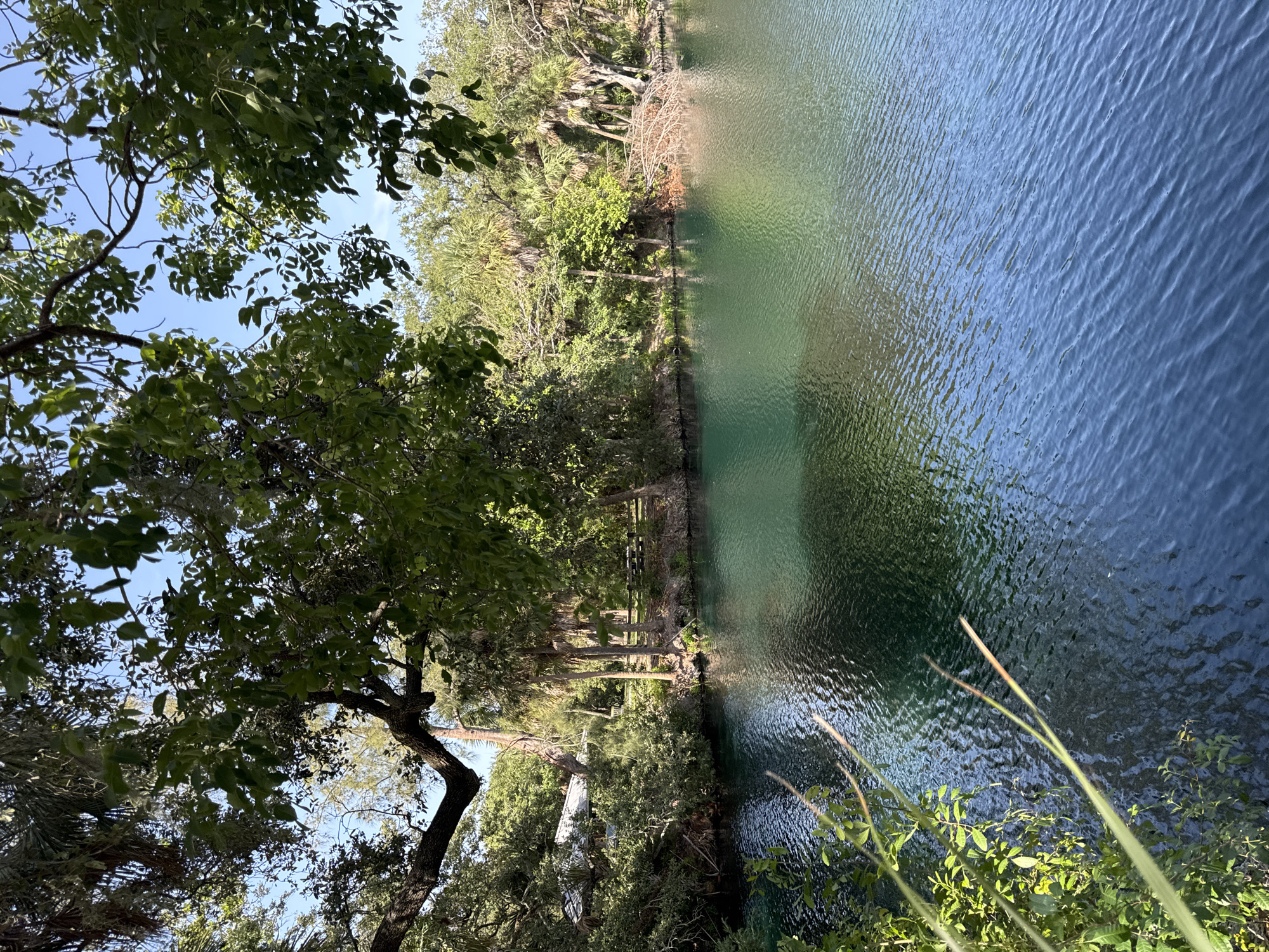 The image depicts a natural landscape with a body of water surrounded by dense vegetation. The water is a clear, turquoise color, with ripples on its surface reflecting the surrounding trees and sky. On the left side of the image, lush green foliage, including leafy branches and slender stalks of grass, overhangs the water. The background is filled with a variety of trees, including palm trees, and dense undergrowth. In the mid-ground, a building with a light-colored roof is visible amongst the trees, partially obscured by branches. A wooden fence and picnic tables are also visible along the water's edge. The overall scene conveys a tranquil, natural environment, likely a park or natural spring area, bathed in bright sunlight under a clear blue sky. The location is identified as Fort Lauderdale, United States of America.