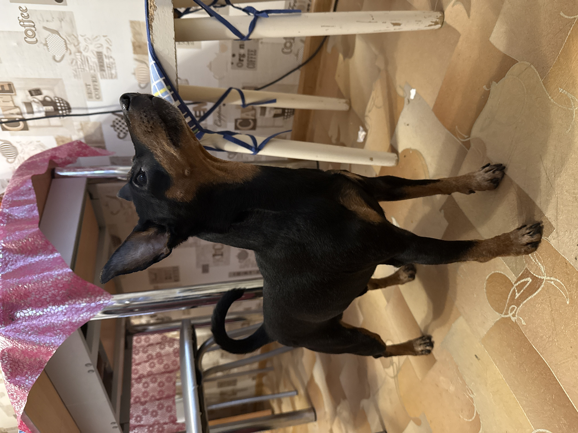 A small, black and tan dog, possibly a Dachshund or a similar mixed breed, stands indoors on a patterned floor, looking upwards and to its left with an inquisitive expression. The dog has short, sleek fur, pointed ears, and a curled tail. Its front paws are positioned slightly forward, and its body is oriented towards the left of the frame.
The setting appears to be a room within a home, likely a kitchen or dining area in Perm, Russia. The floor is covered with light brown and tan linoleum or tiles featuring a subtle, abstract, and somewhat geometric pattern. To the left, a table is visible, partially draped with a pink fabric that has a shimmering or reflective floral pattern. Adjacent to the dog, a chair with white legs and blue ribbon ties is present, its back legs partially visible. The wall behind the dog is covered with light-colored wallpaper featuring various coffee-themed designs and text. Visible text includes "Coffee", "CAFE", "BEST COFFEE", and partially "Org n COFFEE", accompanied by illustrations of coffee cups, kettles, and coffee beans. The lighting is even, suggesting an indoor setting without strong natural light influence, or a well-lit interior during the day. The dog's posture conveys a sense of focus or anticipation, as if it is observing something above and out of frame.
