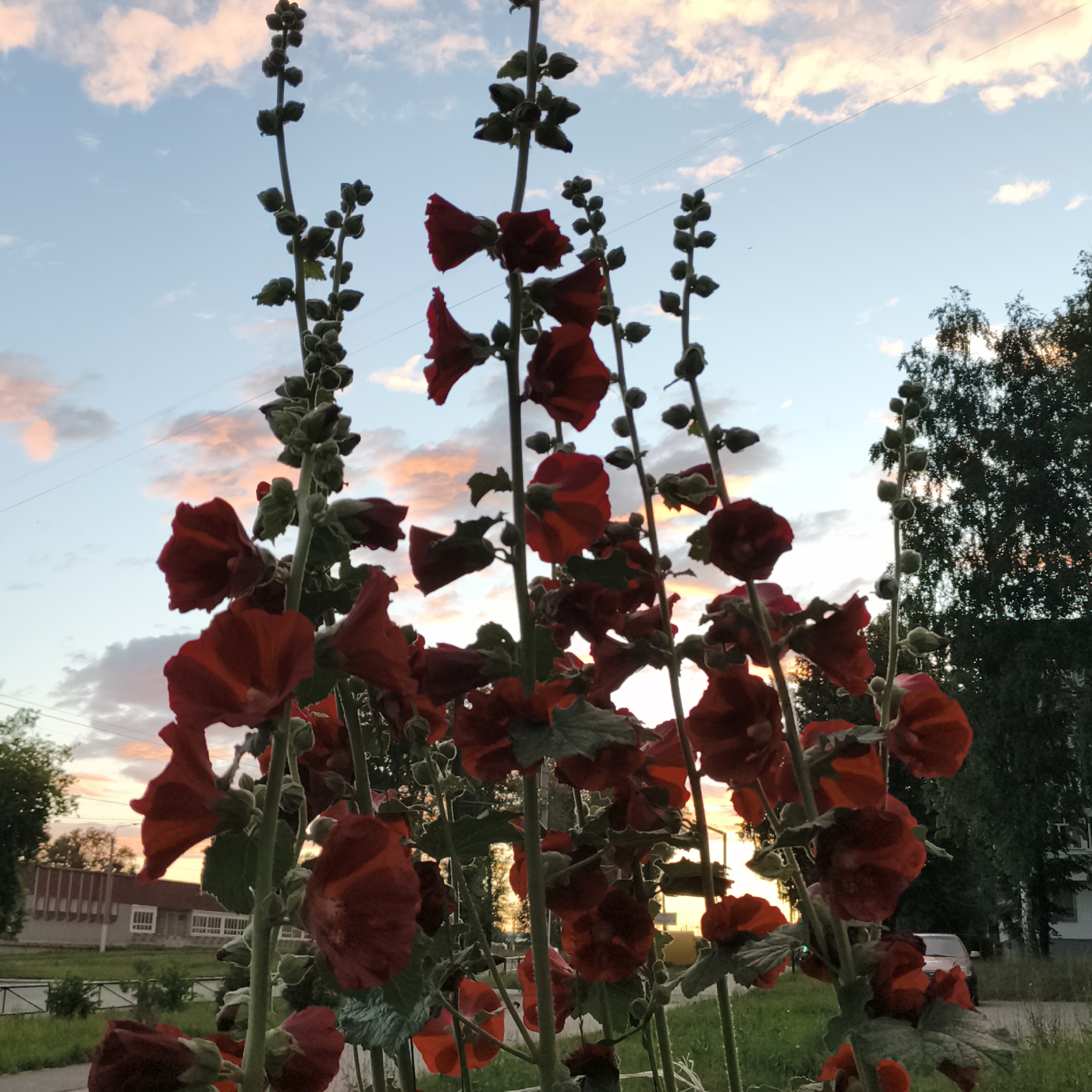 This is a vertical, eye-level, medium shot of several tall red hollyhock flowers in bloom against a backdrop of a twilight sky. The flowers are the main subjects, with their vibrant red petals catching the fading light. Many of the flowers are fully open, while others are still in bud, forming clusters along the tall, green stalks. The flowers are densely packed, creating a lush, vertical visual effect.
The setting is an outdoor scene, likely in a garden or along a street, with hints of a residential area in the background. To the left, a low building with windows and a fence can be seen, suggesting a suburban or urban environment. Further back, the silhouette of trees is visible, and to the right, a larger tree with dense foliage stands out. A car is parked on a road in the middle ground, adding to the sense of a lived-in space. The ground in the foreground is covered with green grass.
The time of day is twilight, as indicated by the soft, warm colors of the clouds in the sky. The sky transitions from a pale blue at the top to hues of pink and orange near the horizon, where the sun is setting. This creates a dramatic and beautiful contrast with the dark red of the flowers. The presence of clouds suggests a partly cloudy sky.
No people are visible in the image. The focus is entirely on the natural beauty of the hollyhocks and the atmospheric lighting of the sunset. The overall mood evoked is one of peacefulness and natural beauty at the end of the day. There is no visible text in the image. The location context is Chaikovsky, Russia.