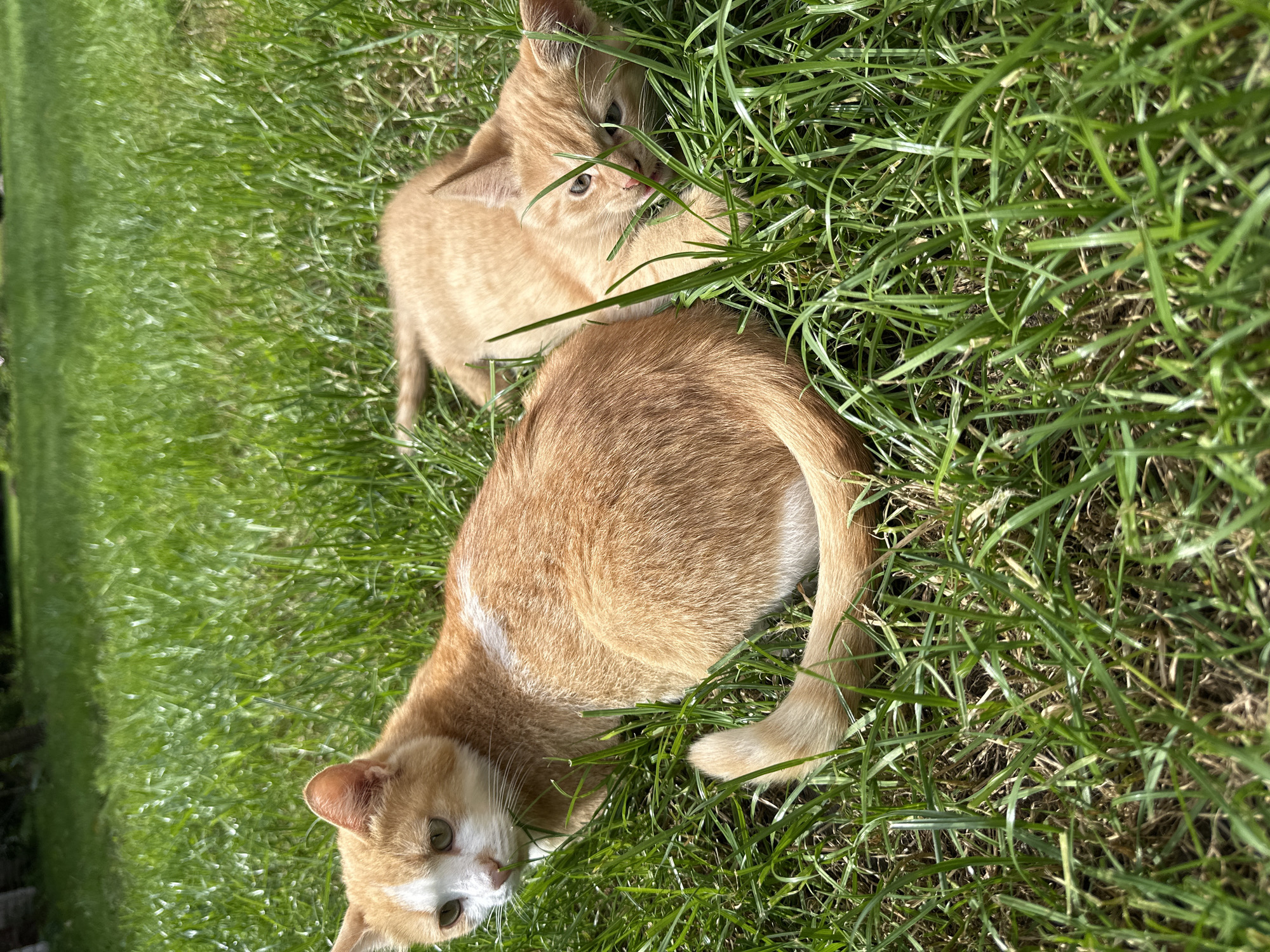 Two orange and white domestic cats, one adult and one kitten, are lying in green grass on a sunny day. The adult cat is on the left, facing forward with its head turned to the side. The kitten is to the right and slightly behind the adult, looking towards the viewer. The background shows more green grass and out-of-focus trees, suggesting an outdoor setting. The image was taken in Vilnius, Lithuania.