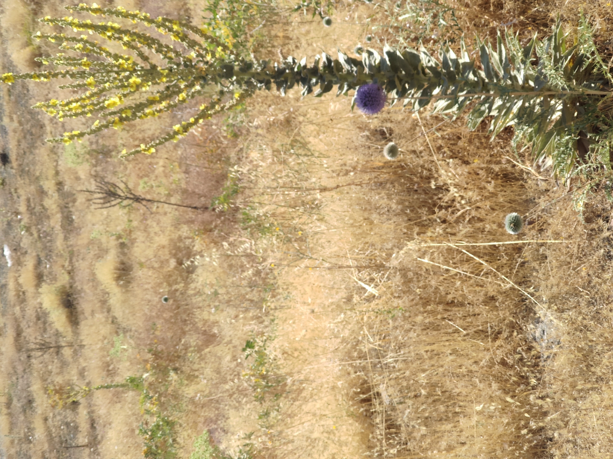 The image depicts a dry, grassy landscape with a tall, flowering plant in the foreground. The plant has a thick, green stalk covered in leaves and is topped with a spire of yellow flowers. A single purple flower is visible lower down on the stalk, accompanied by two spherical, light-colored seed heads or flower buds. The background consists of dry, golden-brown grass and sparse vegetation, suggesting a natural, arid environment. The scene appears to be outdoors, possibly in a field or undeveloped area within or near Etimesgut, Turkey, given the dry climate and common flora. There are no people or animals visible in the frame, and no discernible human activity.