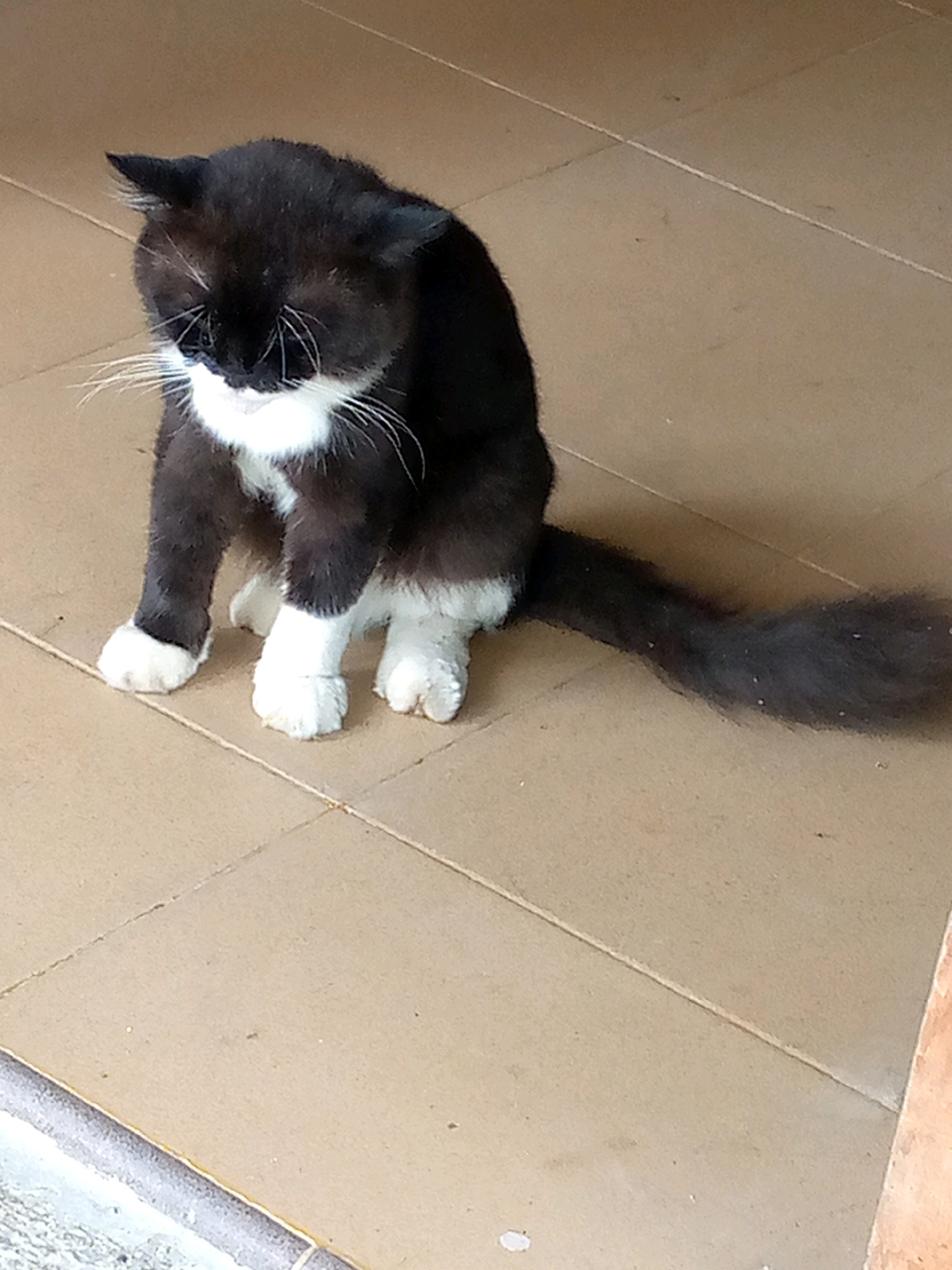 A black and white cat is sitting on a tan tiled floor. The cat is facing downwards, with its head bowed. Its front paws are white, and its hind legs are also white. The cat's tail is long and bushy and curves to the right. The tiled floor has faint lines between the tiles, and there are a few small specks on the floor. The background is a blurred continuation of the tiled floor. The scene appears to be indoors or on a covered patio, based on the lighting and the presence of tiles. The image is taken from a slightly high angle.