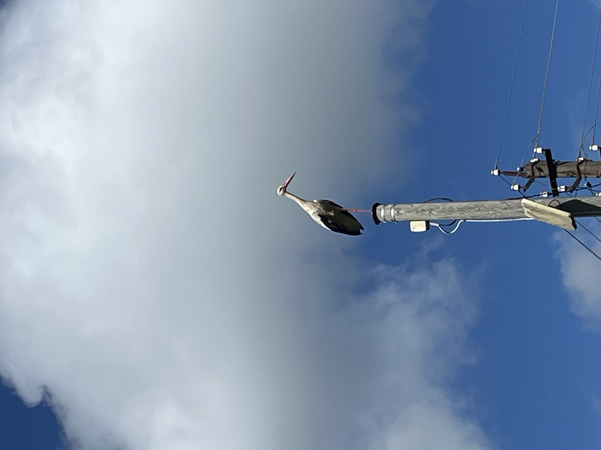 A white stork stands perched on top of a wooden utility pole against a backdrop of a bright blue sky with scattered white clouds. The stork is facing to the right, with its long, pointed beak slightly angled downwards. Its legs are visible, one appearing to be extended. The utility pole is weathered wood and has some electrical wires and insulators attached to it, extending across the frame. The background is dominated by the sky and clouds, with no other discernible structures or geographical features visible. The image appears to be taken outdoors during daylight. The scene is set in the city of Starye Politsy, Russia.