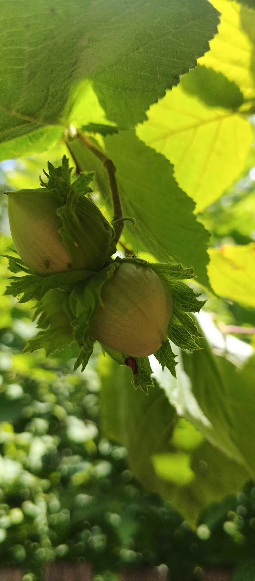 In the city of Smila, Ukraine, a close-up shot focuses on a cluster of unripe hazelnuts hanging from a tree branch. The hazelnuts are enclosed in their green husks, which are pointed and serrated. The foreground is dominated by the green leaves of the hazelnut tree, some brightly illuminated by sunlight, creating a dappled effect. The background is a soft blur of green foliage and bokeh, suggesting a natural, outdoor setting. A thin strand of spiderweb is visible, attached to one of the hazelnut husks and a nearby branch. There are no people or animals in the image. The lighting suggests it is daytime.