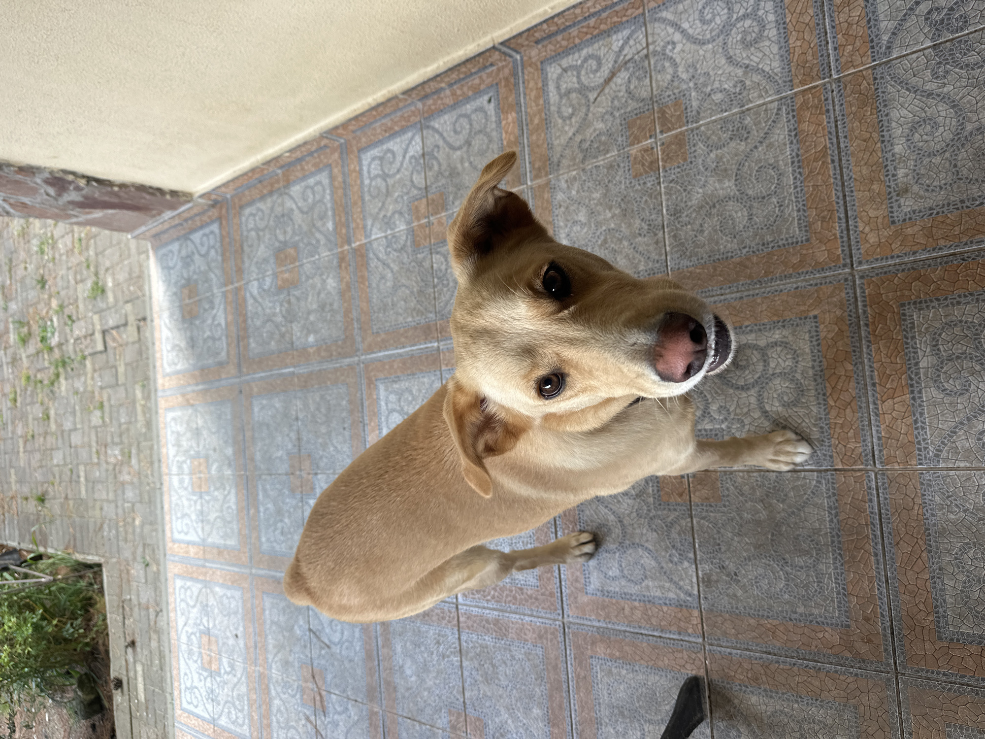 A tan dog stands on a tiled patio, looking directly at the camera. The dog has brown eyes and floppy ears, and its mouth is slightly open, revealing teeth. The patio tiles are square with a decorative pattern in gray and brown. To the left of the dog, a dark object is partially visible, possibly a piece of furniture. In the background, a wall with a stone accent and a tan stucco finish is visible, along with some greenery. The ground beyond the patio is paved with interlocking bricks. The scene appears to be outdoors, likely in a residential or commercial area, possibly within a city like Sochi, Russia, given the tiled architecture and paving typical of such locations.