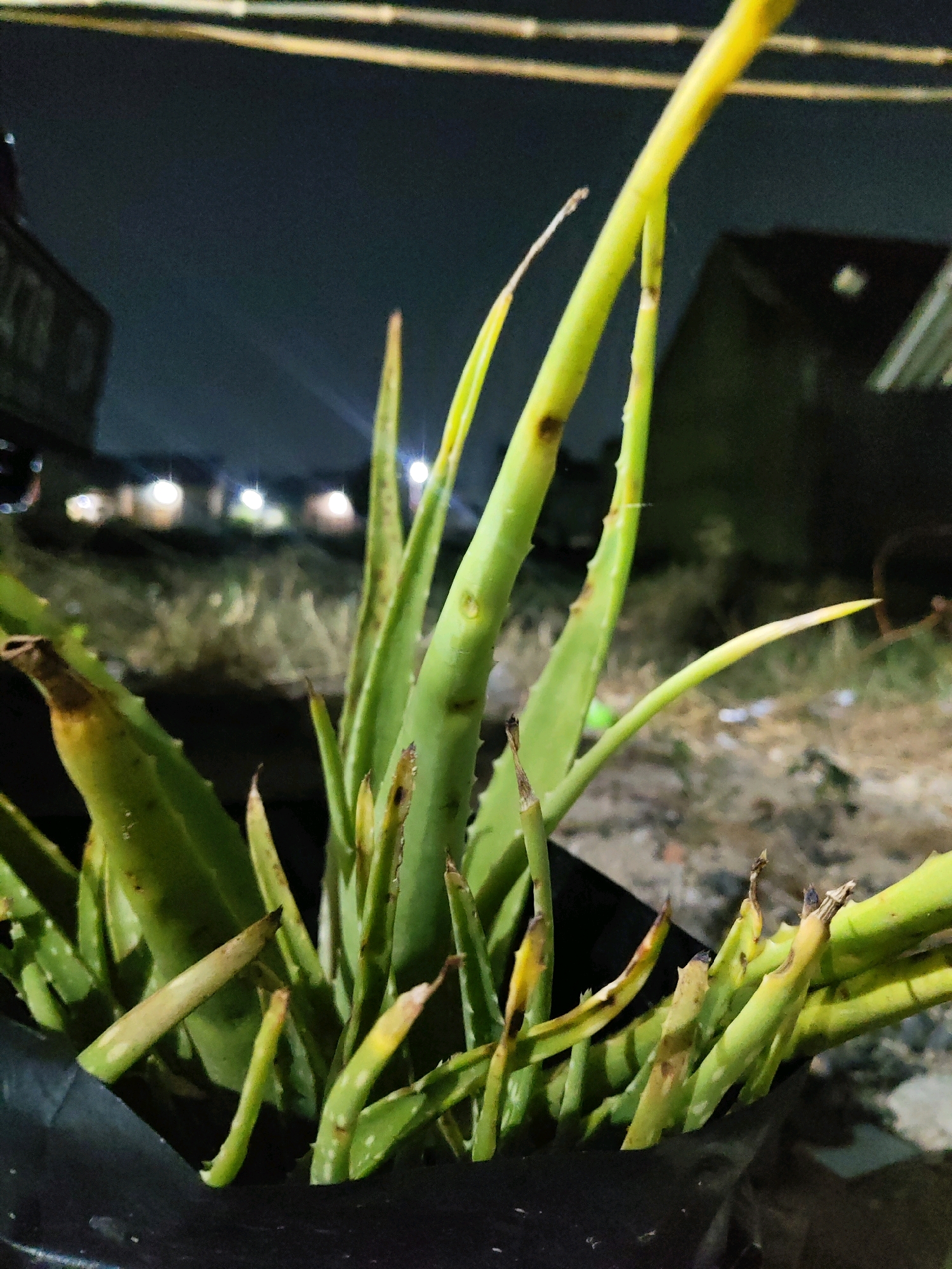 An aloe vera plant is shown in a black plastic pot at night. The plant has green, fleshy leaves with some brown spots and yellowing at the tips. The background is dark, with blurred lights and structures suggesting an urban or suburban environment. The image appears to be taken in Fajar Baru, Indonesia.