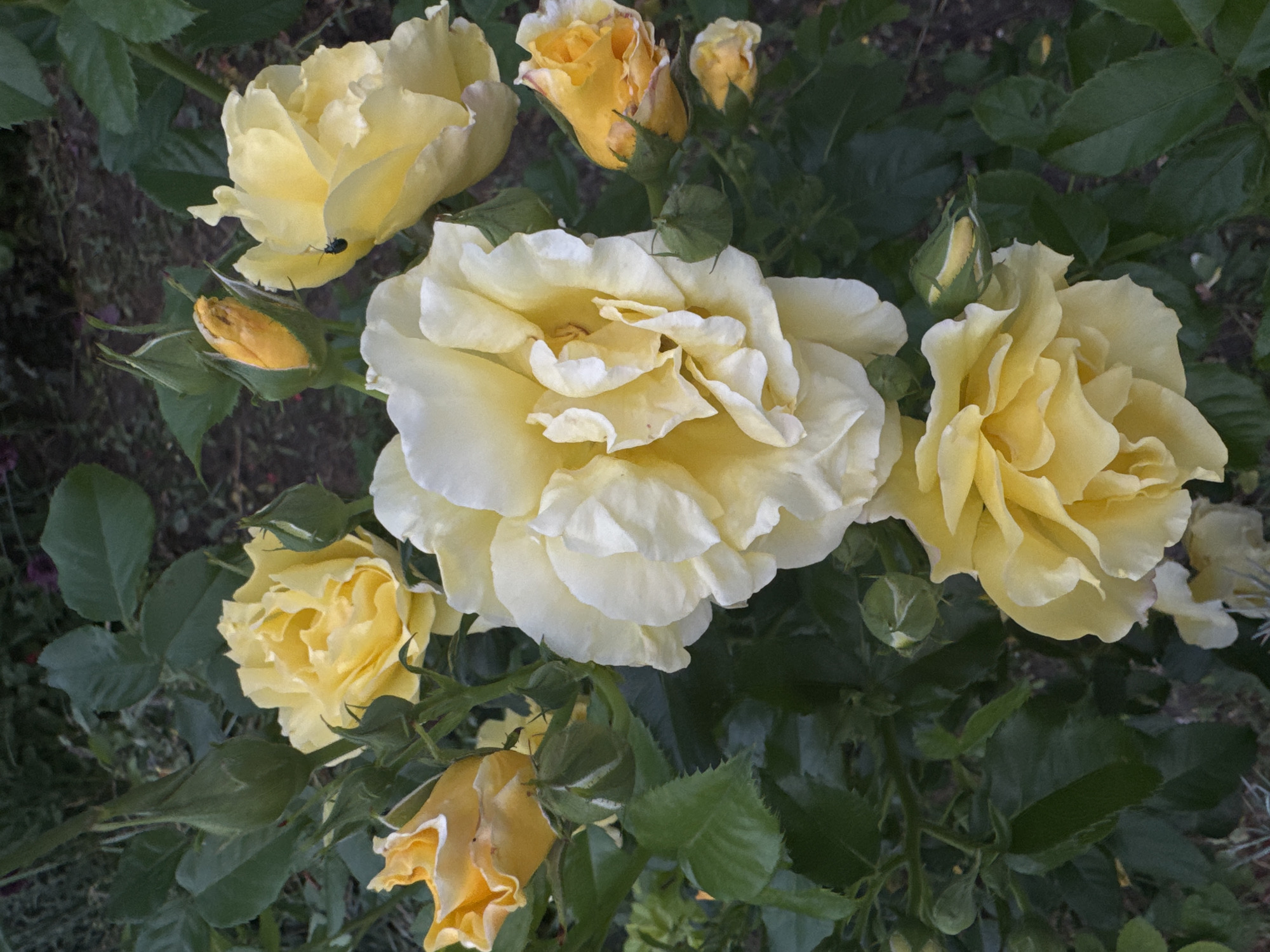 The image shows a cluster of yellow roses with green leaves and buds. The roses are in various stages of bloom, with some fully open and others still tightly closed. One of the open roses has a small black insect on one of its petals. The background is blurred, but appears to be a garden or park setting with dark soil and some out-of-focus greenery. The lighting suggests it is daytime. The image does not provide any information about the location in the city of Zassovskaya, Russia, nor does it contain any people or specific environmental details that would allow for such a determination.