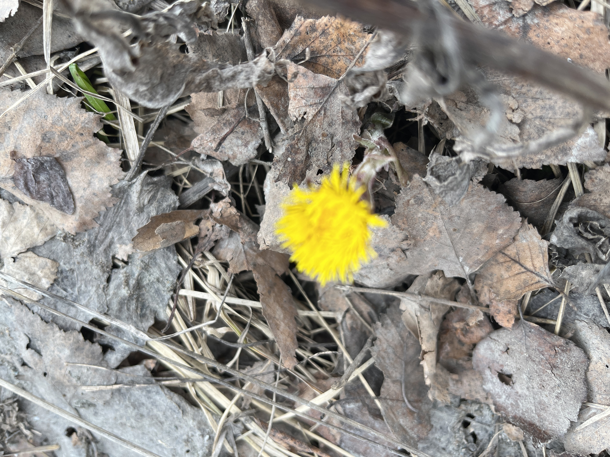 The image shows a patch of ground in Srednii Postol, Russia, covered in dead leaves, dry grass, and twigs. A single yellow flower is visible in the center of the frame. A small green plant is also visible among the debris.
