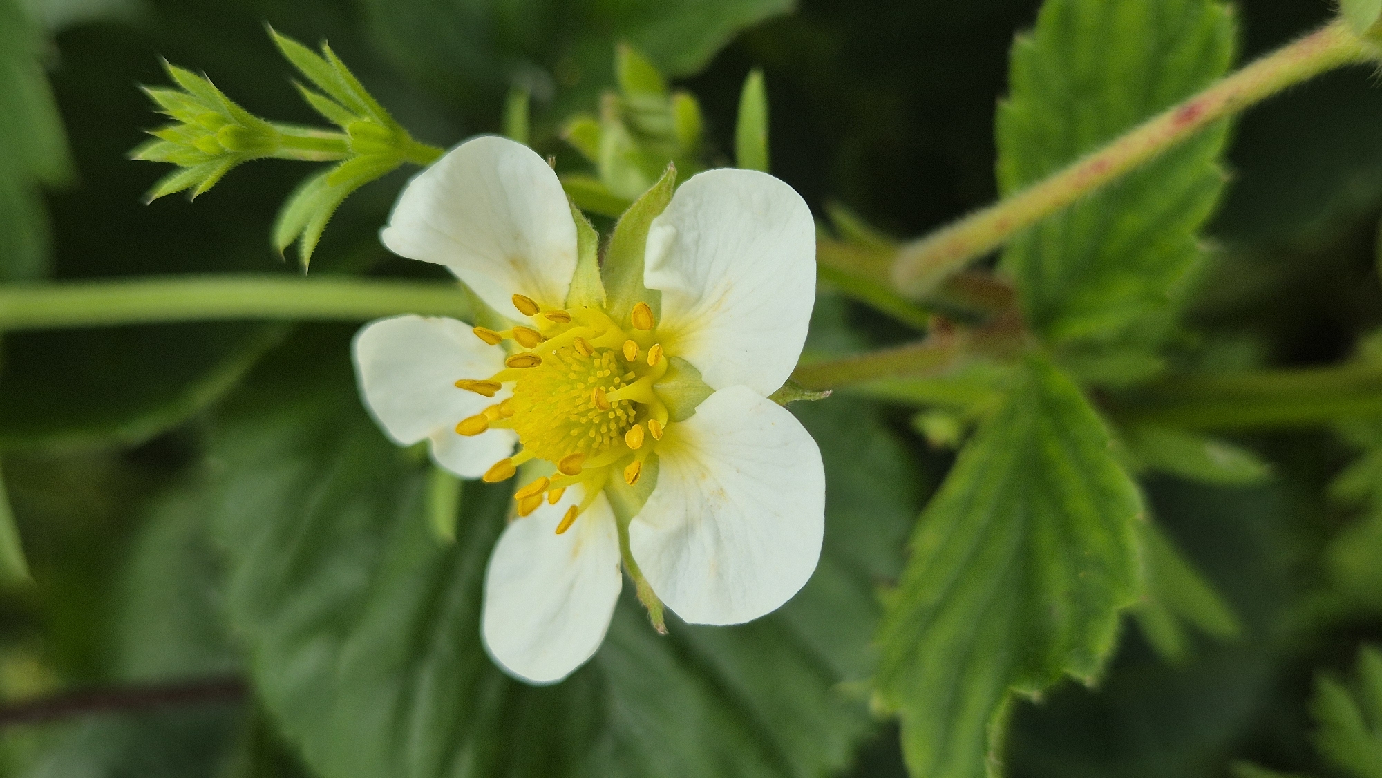 A close-up, eye-level, vertical shot captures a single white strawberry flower in full bloom against a blurred green background of leaves and stems. The flower's five delicate white petals surround a vibrant yellow center composed of numerous stamens tipped with small, oblong pollen sacs. The flower is attached to a thin, fuzzy green stem. To the right of the flower, a cluster of small, pointed green sepals is visible, suggesting a developing bud or the base of another flower. The lighting is natural, highlighting the soft textures of the petals and the fuzzy surface of the stems. The overall impression is one of natural growth and detail in a garden or wild setting.