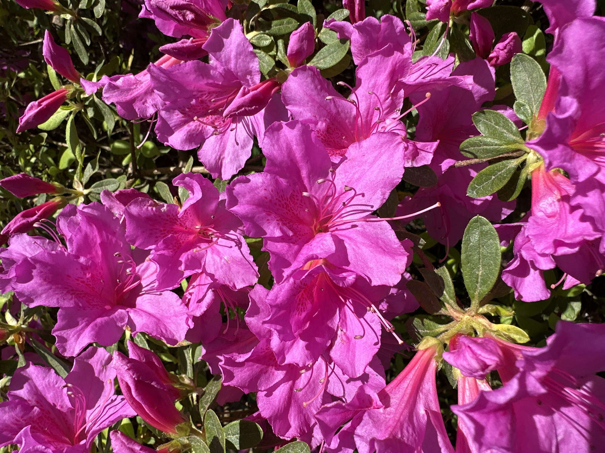 The image shows a close-up of several bright pink azalea flowers in full bloom. The flowers have characteristic long stamens extending outwards. Green leaves of the azalea bush are visible among the flowers. The flowers are partially lit by sunlight. There is no information in the image to suggest that this image was taken in Sochi, Russia.