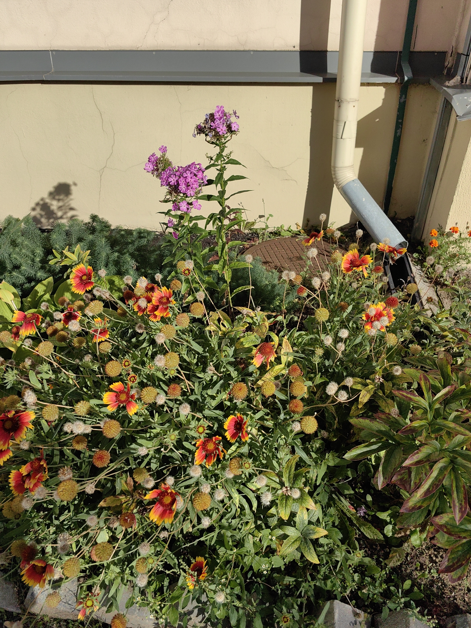 A close-up, eye-level, outdoor shot captures a vibrant flower bed against a pale yellow building. The flowers are predominantly red and yellow, with some pink phlox flowers blooming taller in the background. Green foliage is abundant, with some plants showing reddish-brown tinges. A grey downspout extends from the building and curves downwards, casting a shadow on the wall. The lower portion of the image reveals a grey pipe and a brown tiled surface. The scene is bathed in natural sunlight, indicating a daytime setting. The location is identified as Minsk, Belarus.