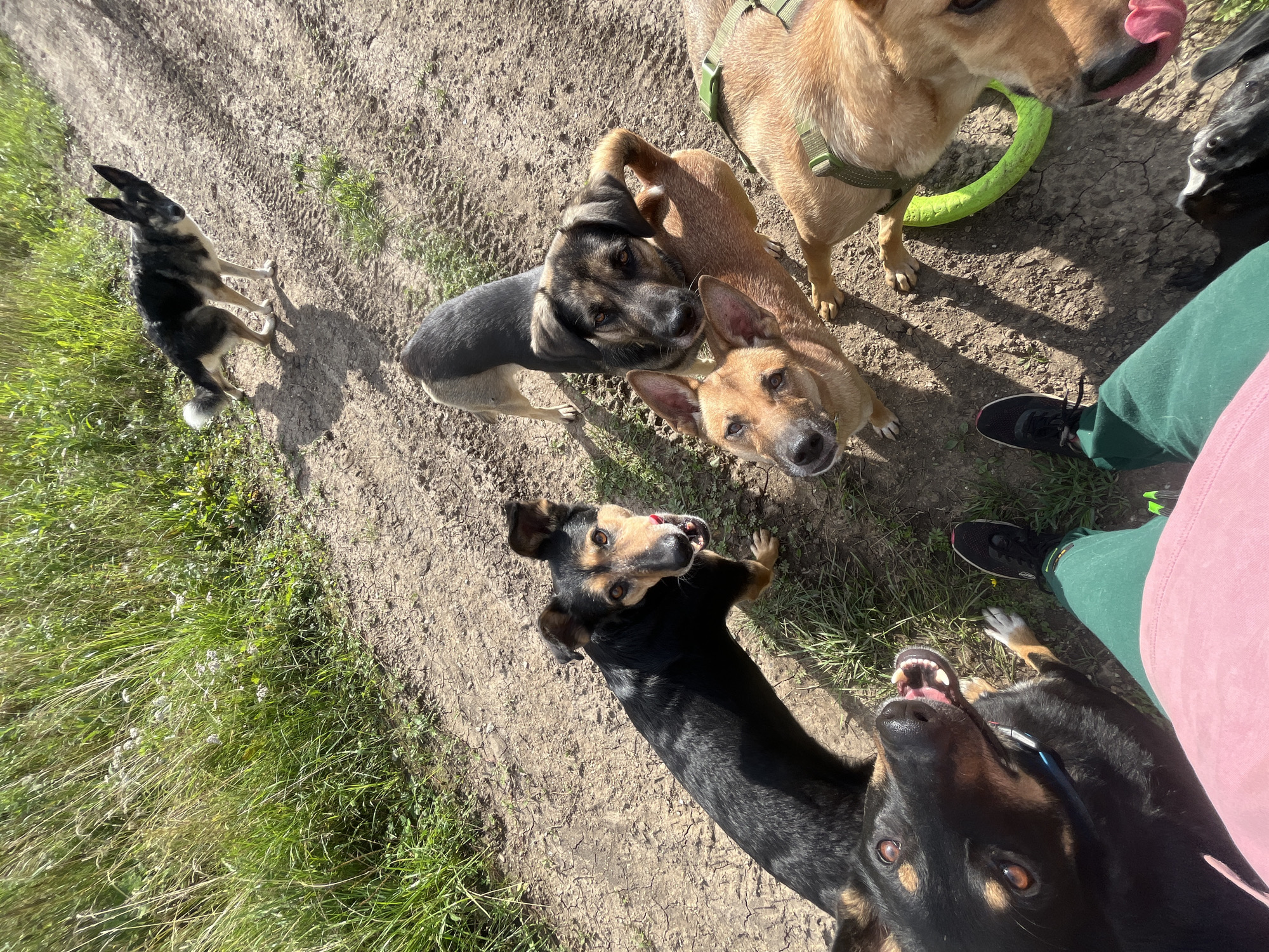 A first-person perspective shot shows a group of six dogs gathered on a dirt path next to a grassy field. The dogs are of various breeds and sizes, with one dog in the foreground facing the camera with its mouth open. Another dog, in the upper right, is walking away from the camera. The environment appears to be a rural or park-like setting. The person taking the photo is wearing green pants and a pink shirt. There is no identifiable information about the location being Nizhny Tagil, Russia.