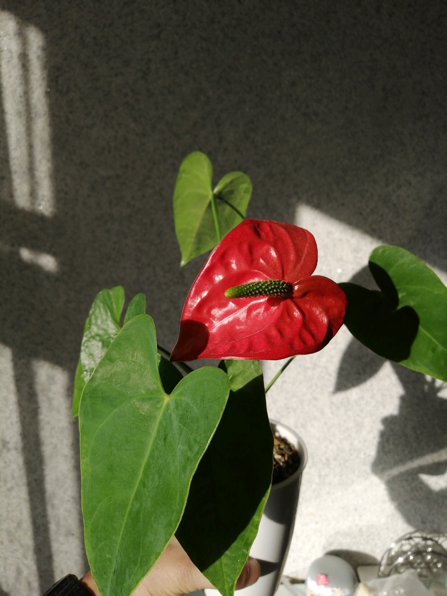 A close-up, top-down shot shows a potted red anthurium plant. The plant has several large, heart-shaped green leaves and one bright red spathe with a green spadix. Sunlight casts shadows of blinds on the textured gray background. A human hand, wearing a black watch on the left wrist, is visible at the bottom left, holding one of the large green leaves. The plant is in a white pot with dark soil. There are some out-of-focus objects in the lower right corner, including what appears to be a clear decorative sphere. The scene appears to be indoors, near a window. The image does not provide any information that would allow for the identification of its location within the city of Nizhnevartovsk, Russia.