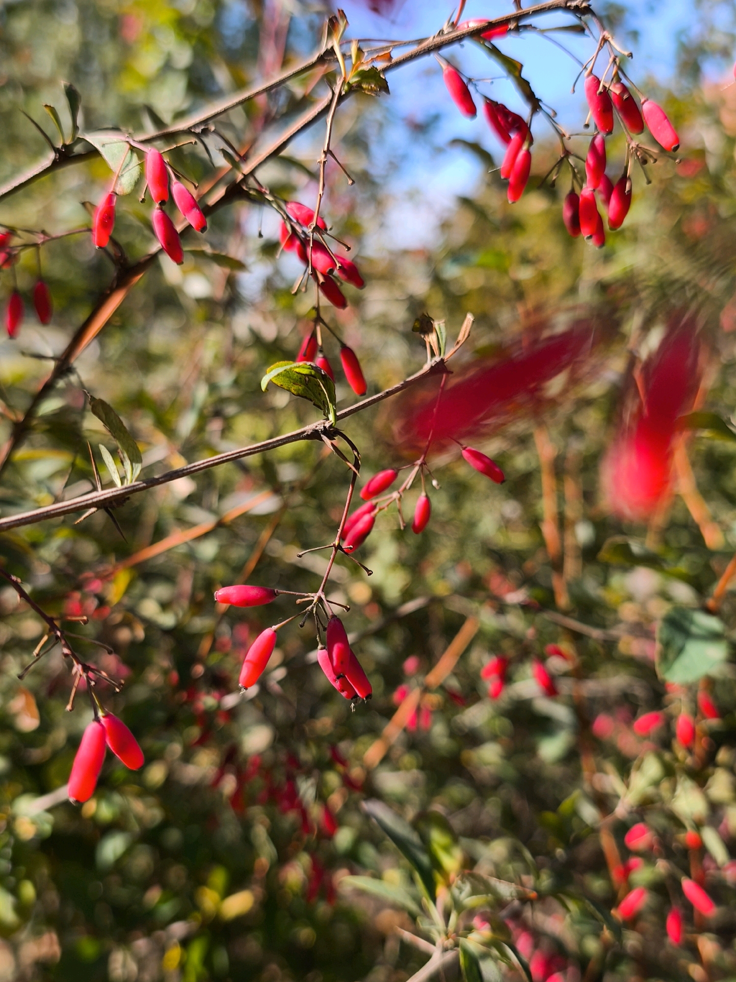 The image shows a close-up of a branch with bright red berries hanging from it. The berries are elongated and appear to be ripe. The background is blurred and consists of greenery and hints of blue sky, suggesting an outdoor setting. There are no people or animals visible in the image. The scene is a natural environment, likely a bush or tree. The location in the city of Mahilyow, Belarus, is not discernible from the visual information provided in the image.