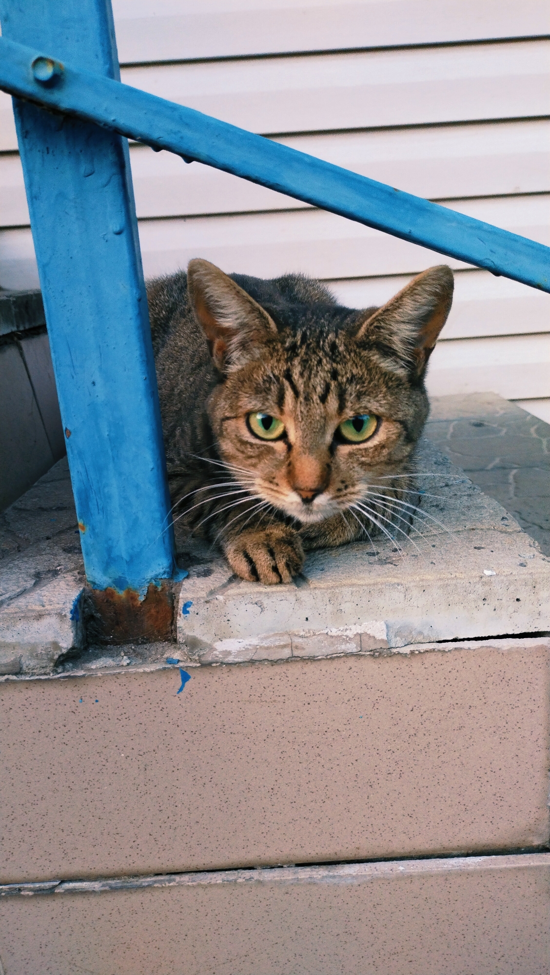 A tabby cat with green eyes lies on a concrete step in front of a white paneled wall. A blue metal railing is on the left side of the frame, partially obscuring the cat. The concrete step is weathered and shows signs of wear and tear, with small flecks of blue paint visible. The cat is looking directly at the camera, with its body partially hidden behind the railing. The environment appears to be outdoors, possibly a porch or an entrance to a building. The overall impression is one of a casual, everyday scene.