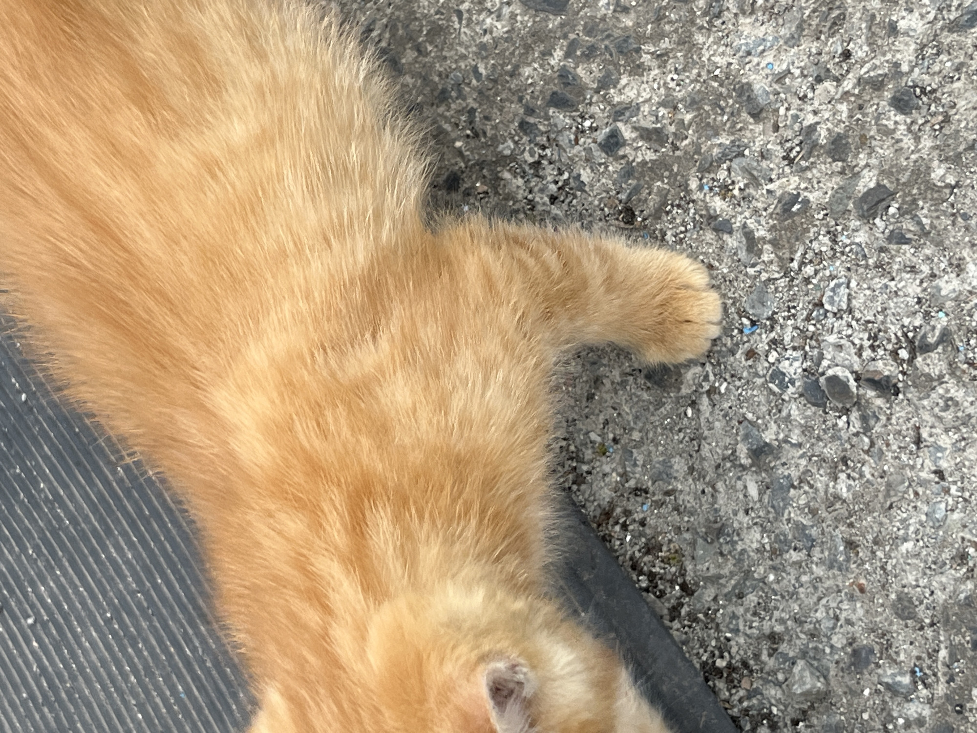 A close-up, high-angle view depicts the upper body of an orange tabby cat, positioned diagonally across the frame from left to right, in the city of Poltavka, Ukraine. The cat's dense fur is a uniform ginger color, and its head is slightly lowered, suggesting it is sniffing or observing the ground. Its right front paw is clearly visible, resting on a rough, light grey concrete or asphalt surface that dominates the lower and right portions of the image. This ground is composed of various sizes of dark and light aggregate, with scattered small, bright blue particles. The upper left quadrant of the image features a dark grey or black corrugated surface, likely a rubber mat, displaying distinct parallel ridges and some light debris. A sharp, dark line separates this textured material from the rough concrete ground.