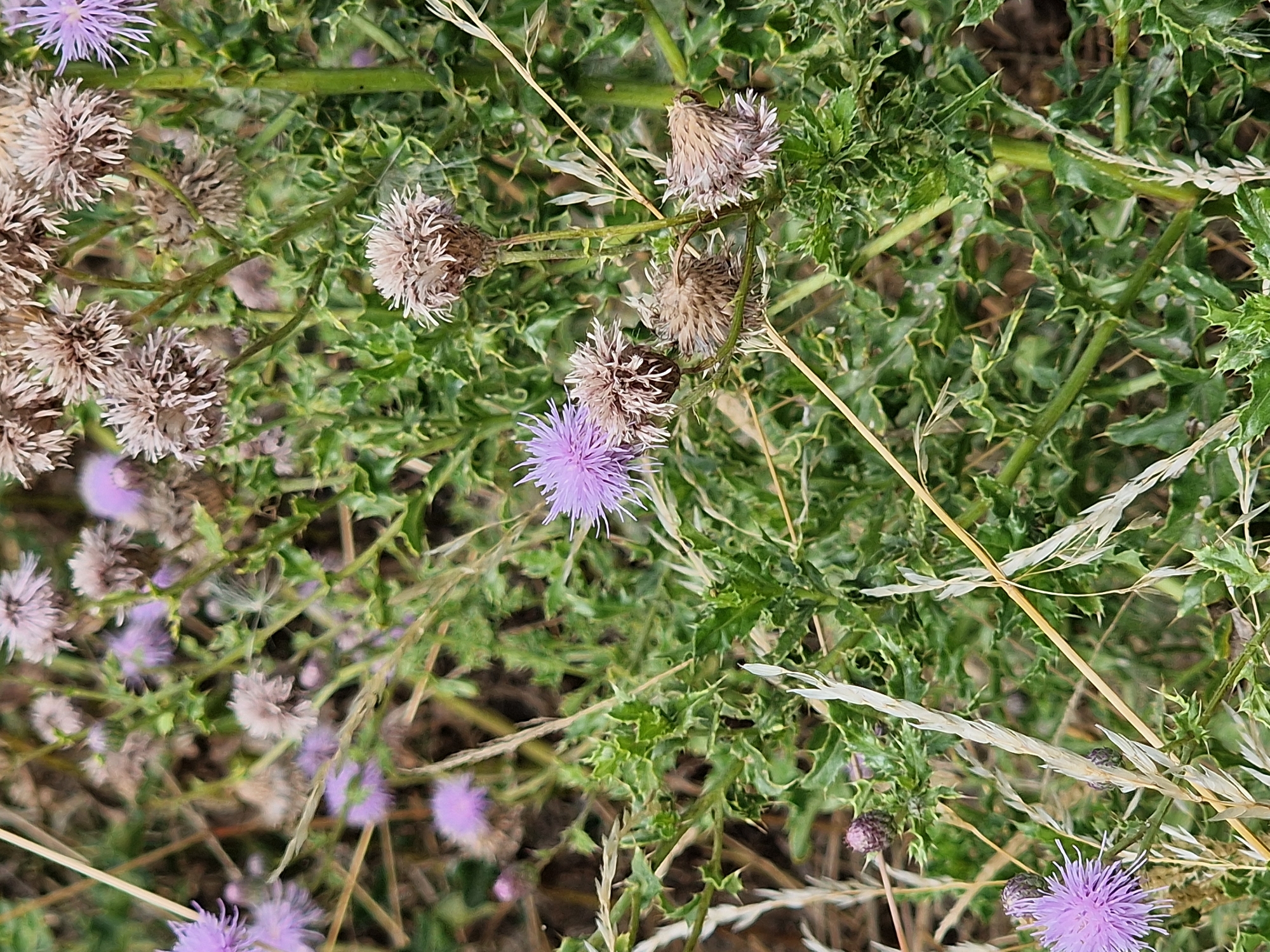 The image depicts a close-up view of a patch of thorny plants, likely thistles, with several blooms and seed heads. Some of the flowers are a vibrant purple, while others have matured into dry, brown seed structures. The surrounding foliage is a deep green and exhibits spiky, serrated leaves. Several dry, light-colored grass stalks are interspersed among the plants. The background is blurred, suggesting a natural setting within the city of Canterbury, United Kingdom, possibly a park, garden, or uncultivated area. No people or animals are visible in the frame.