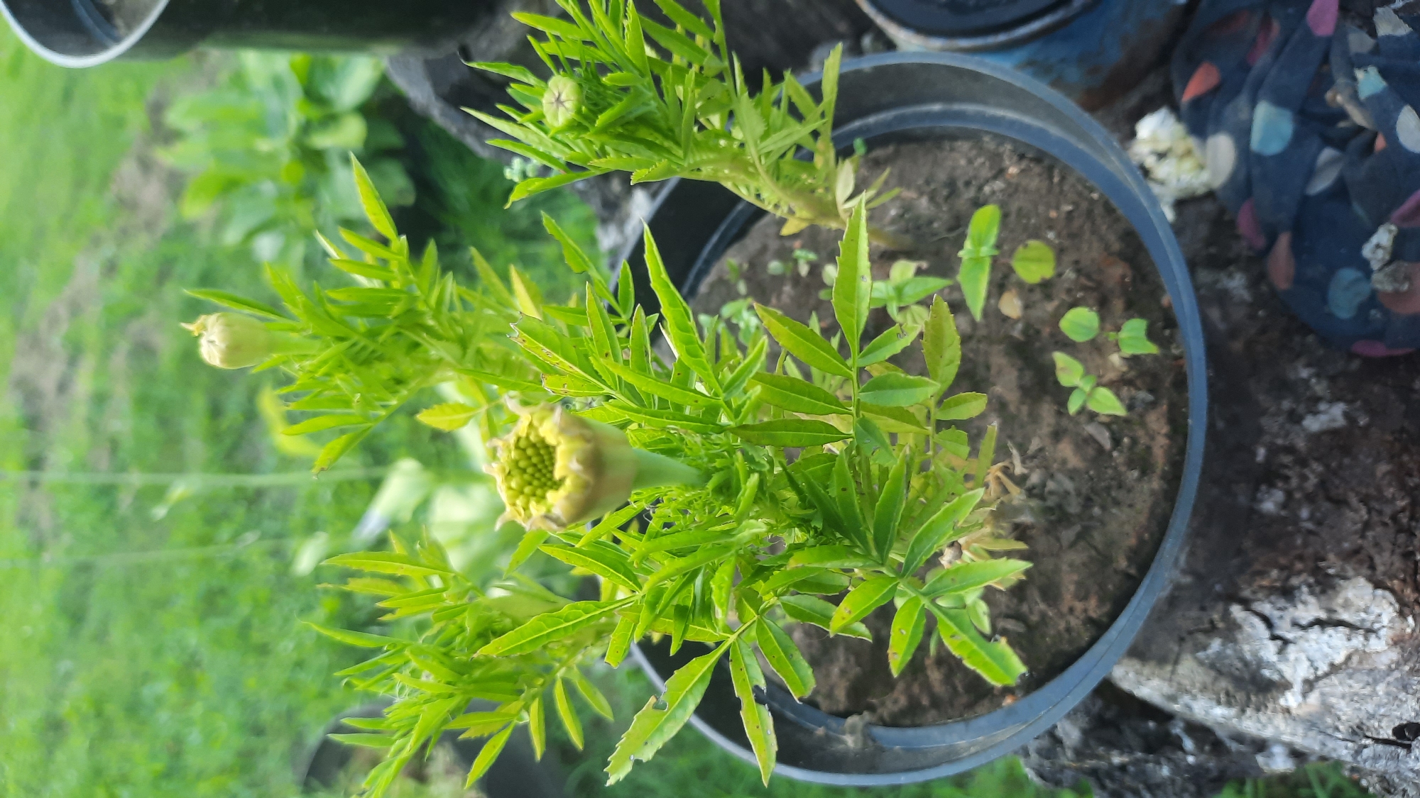 The image shows a close-up of a marigold plant in a black pot, with several buds and one flower beginning to open. The plant has green, serrated leaves. The pot is placed outdoors, with a blurred background of green grass and other plants, suggesting a garden setting. Some parts of the leaves appear to have small holes, possibly from insect damage. The pot itself is situated on a weathered wooden surface, with a dark, patterned fabric visible at the bottom right of the frame. The lighting suggests it is daytime, possibly overcast. The scene is likely located in a residential area or garden in Славенскі сельскі Савет, Belarus. There are no people or animals visible in the image.