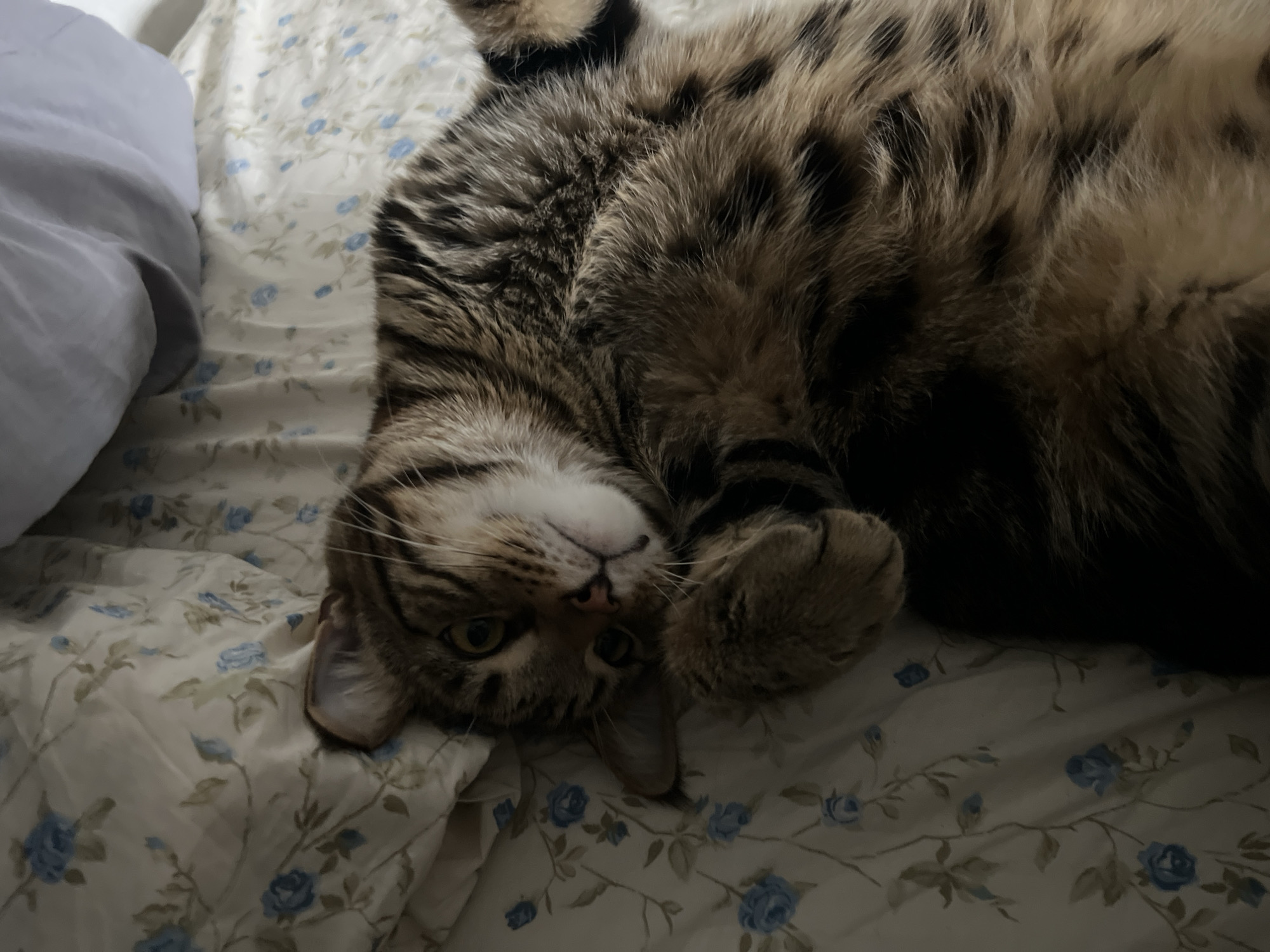 A tabby cat is lying on its back on a bed with floral-patterned sheets. The cat is a mix of brown, black, and tan stripes. Its front paws are crossed over its chest, and its head is tilted slightly to the side, looking towards the camera with its green eyes. The cat appears relaxed and comfortable. The bedsheets have a pattern of light blue flowers and green leaves on a cream background. A light grey pillow is visible in the upper right corner of the image. The lighting in the image is dim, suggesting it was taken in low light conditions. There is no information about the location in Nizhny Novgorod, Russia.